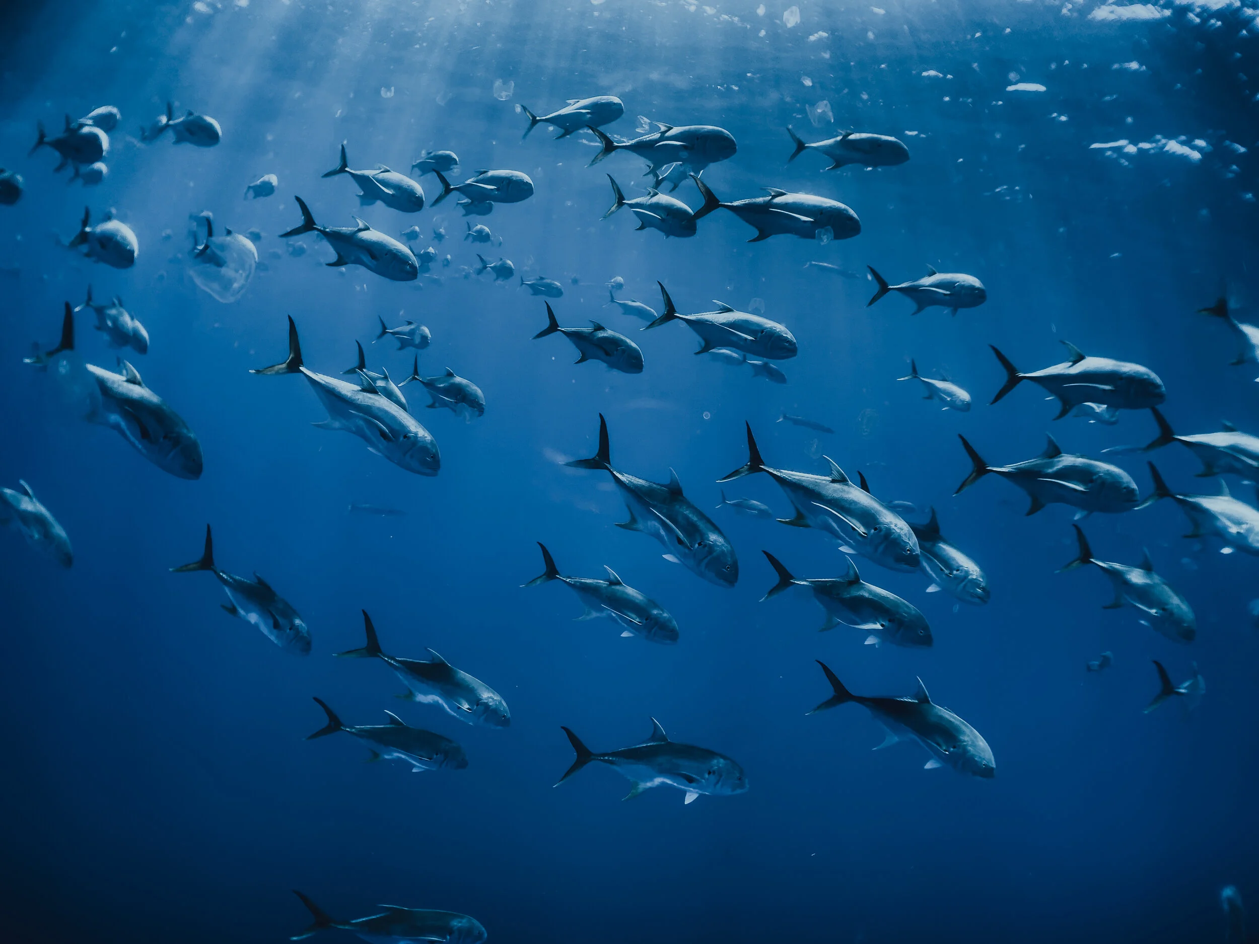 ≋ Life in Shades of Blue ≋ by Gabriella Gerbasi underwater photo of school of jack cravalls in the gulf of mexico