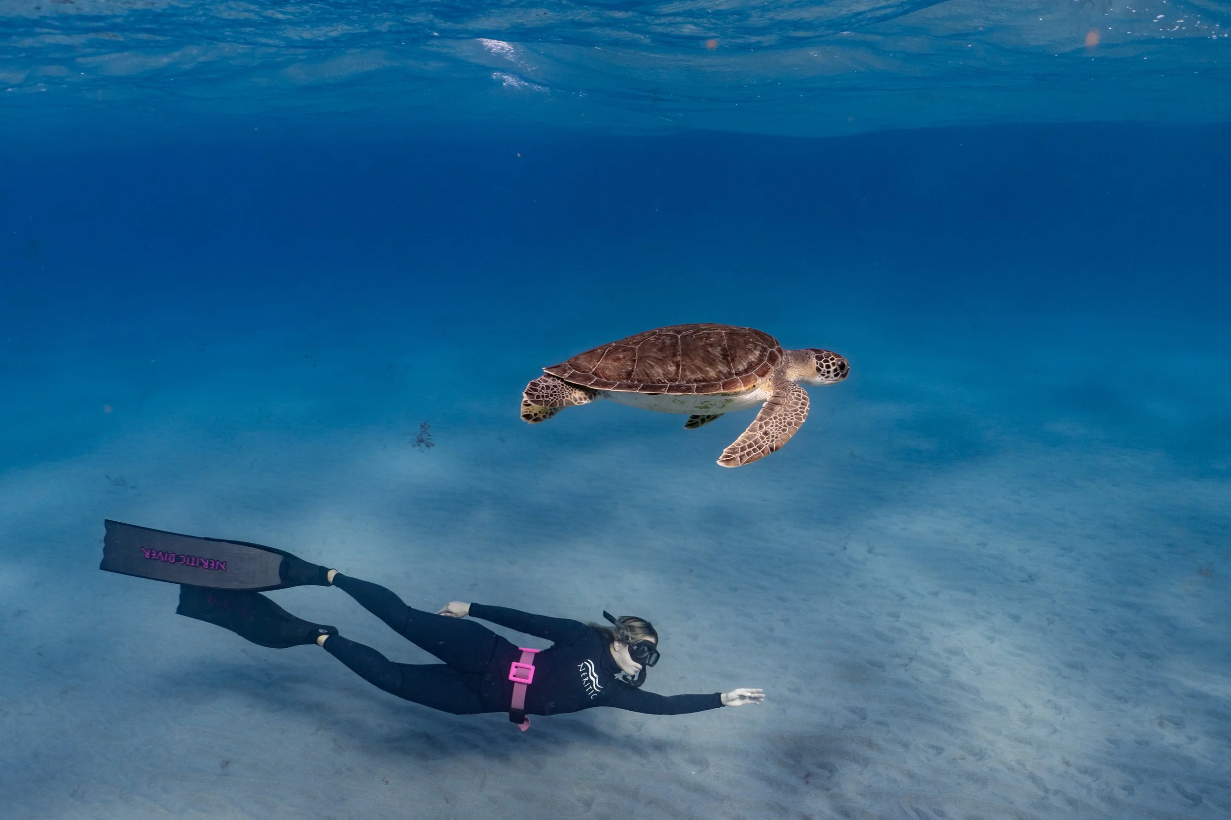 ≋ Life in Shades of Blue ≋ by Gabriella Gerbasi freediving with a turtle underwater photo