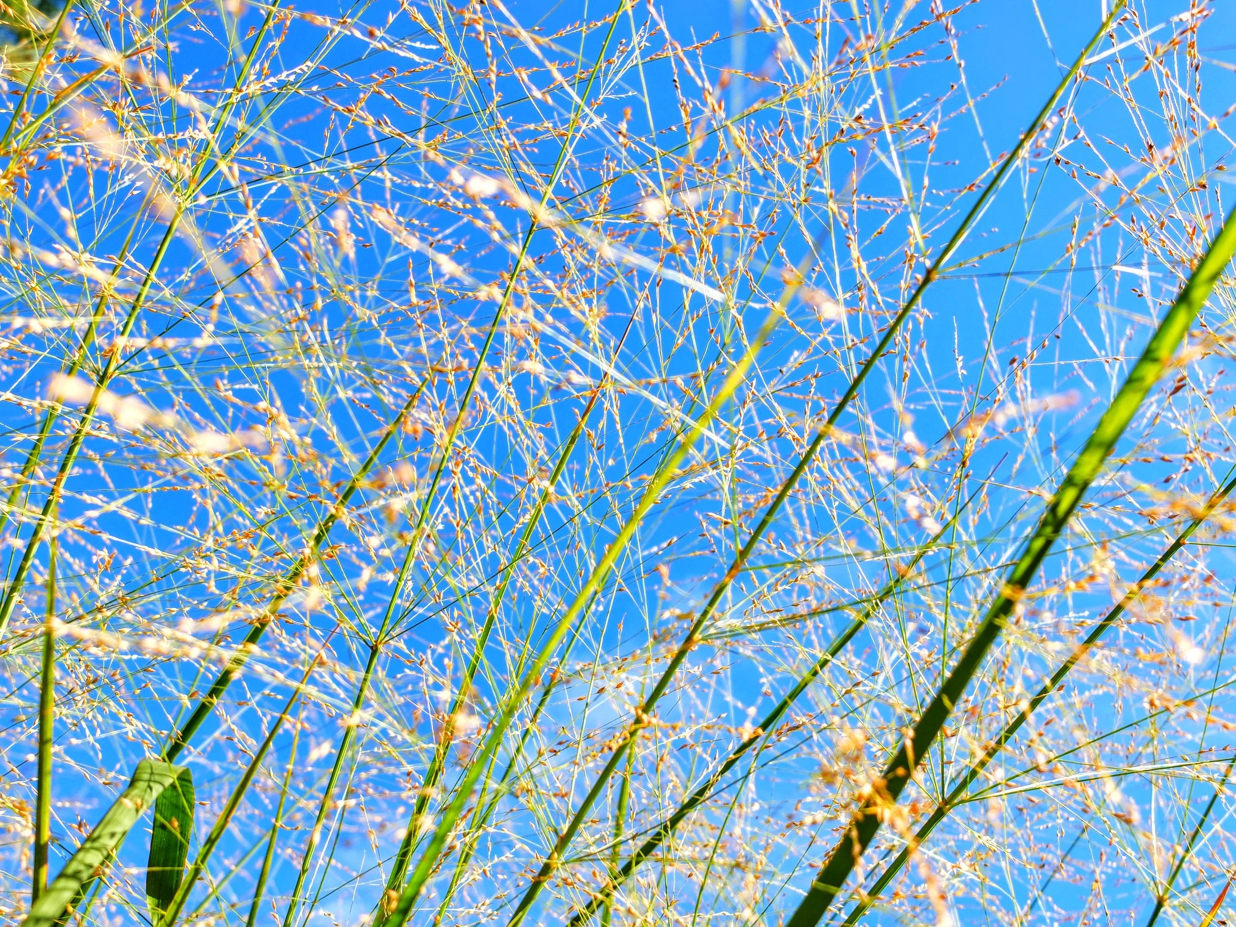 DSCF4209.jpg