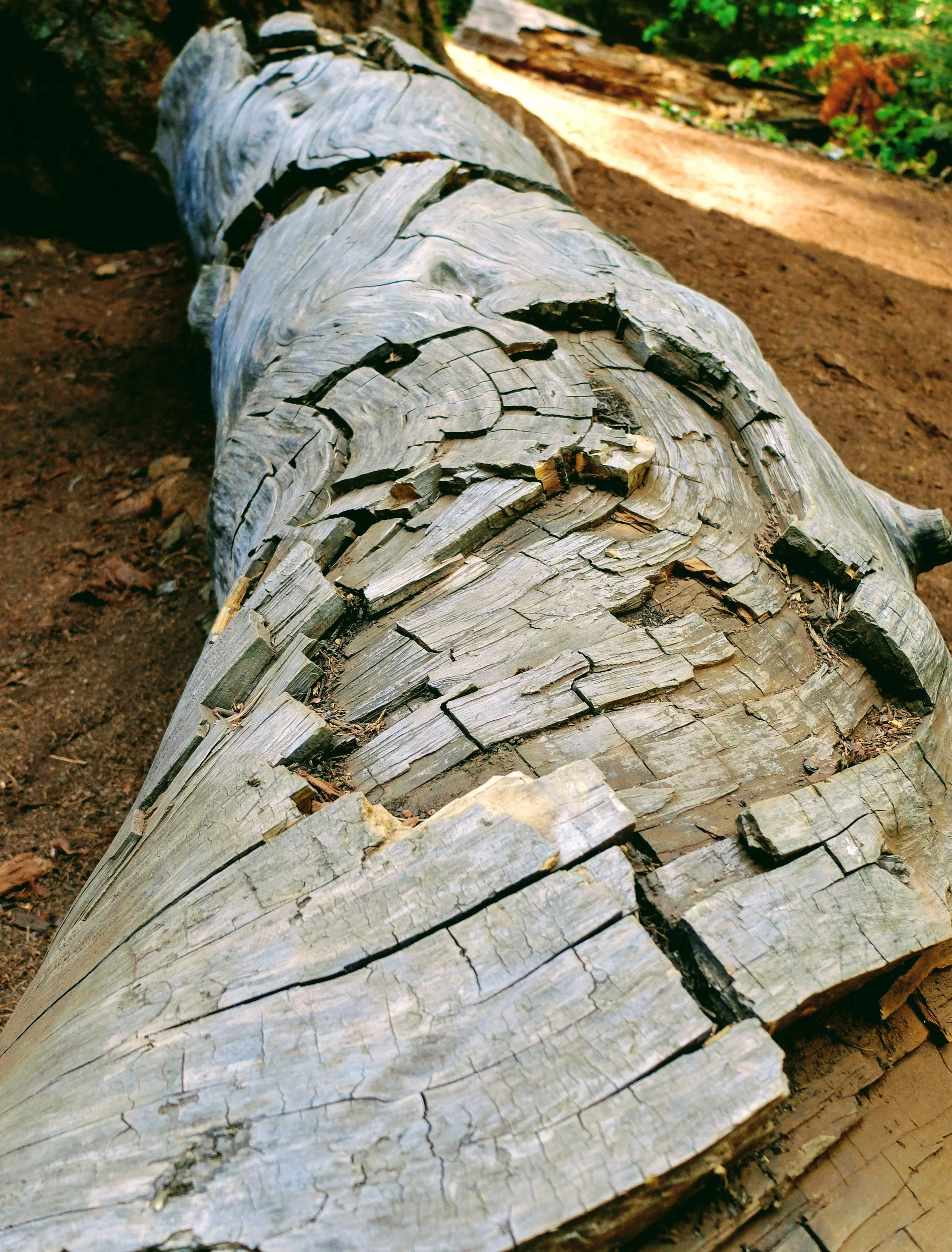 DSCF1130.jpg