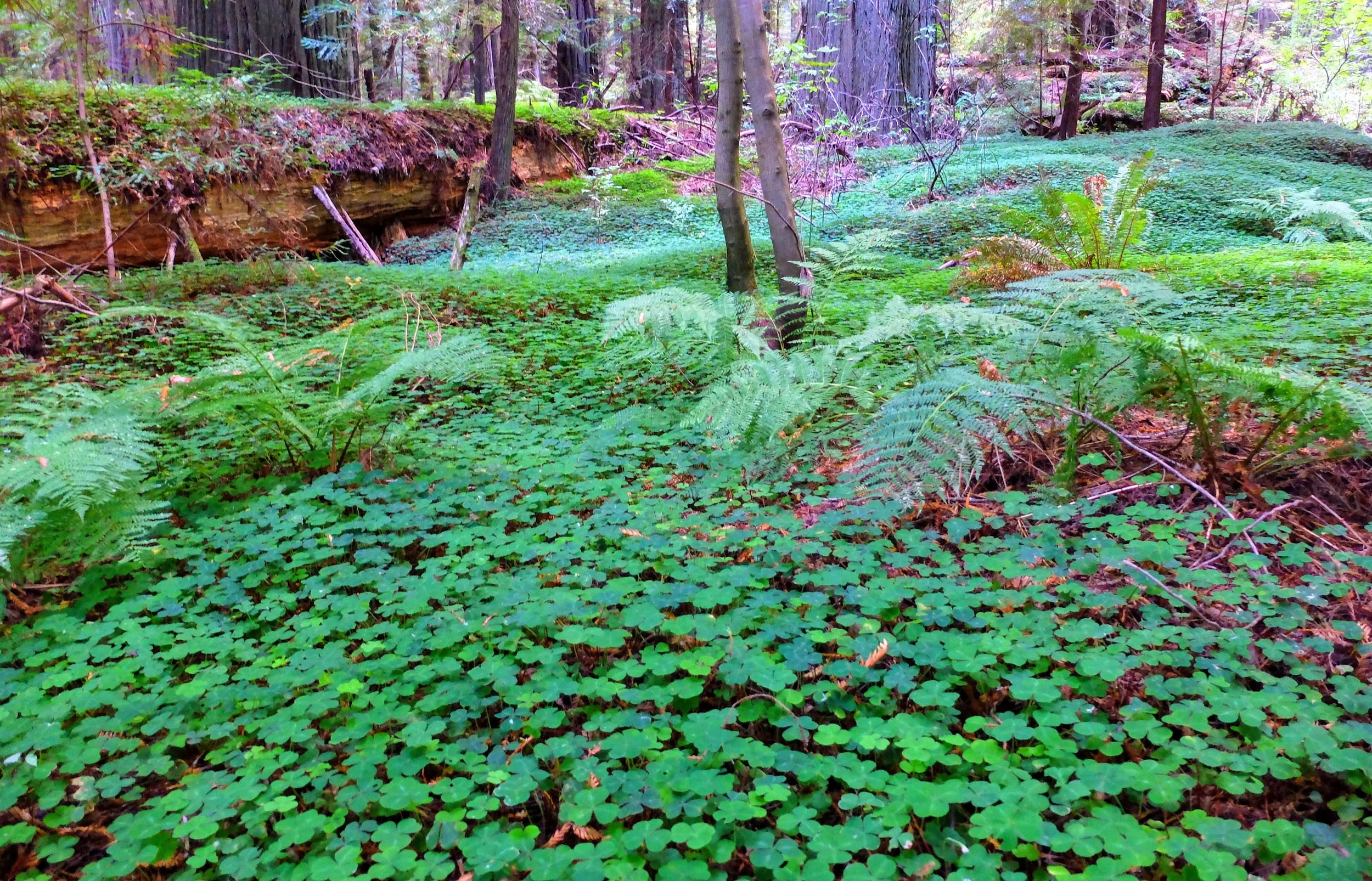 DSCF2294.jpg