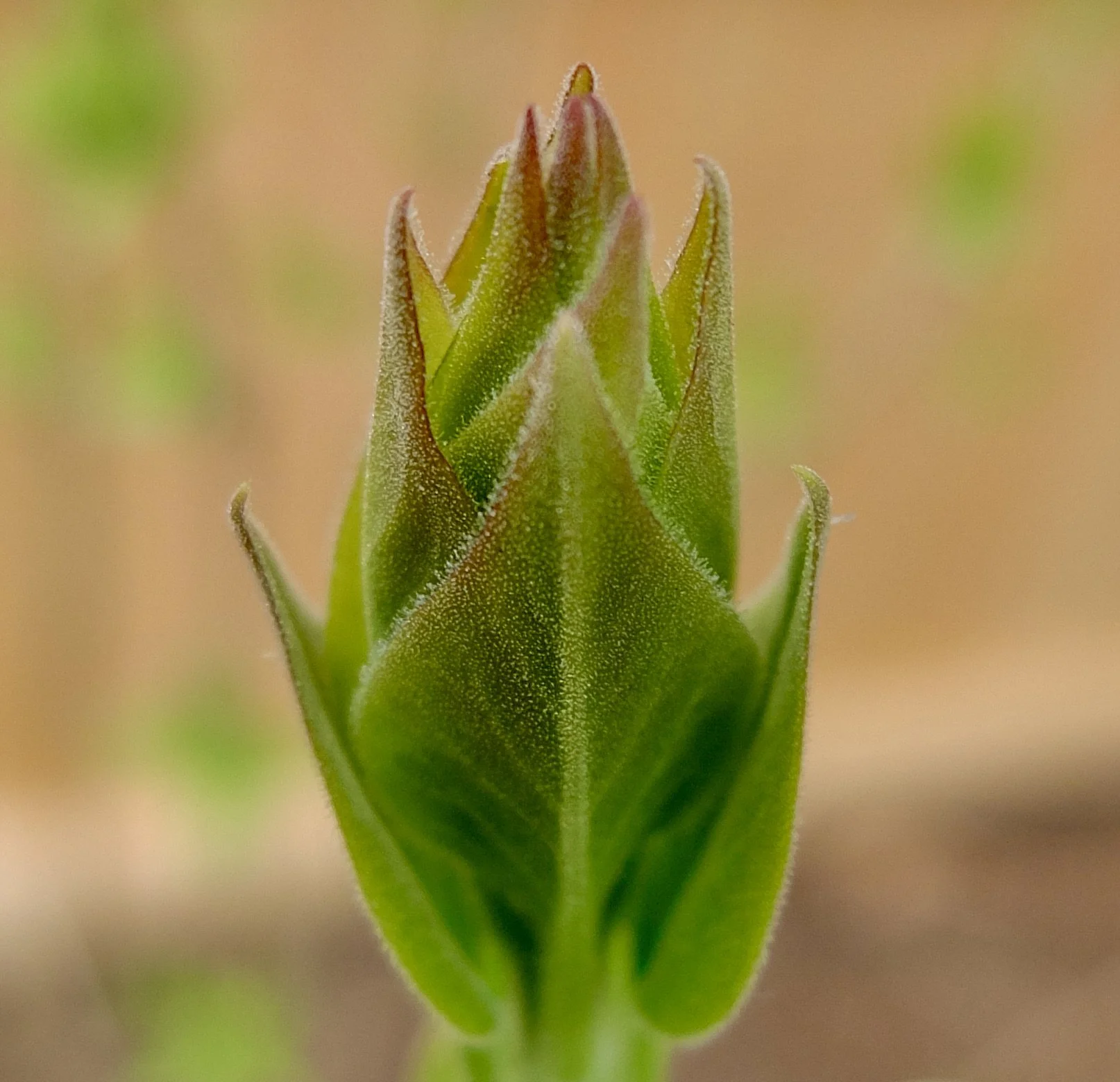Renewal