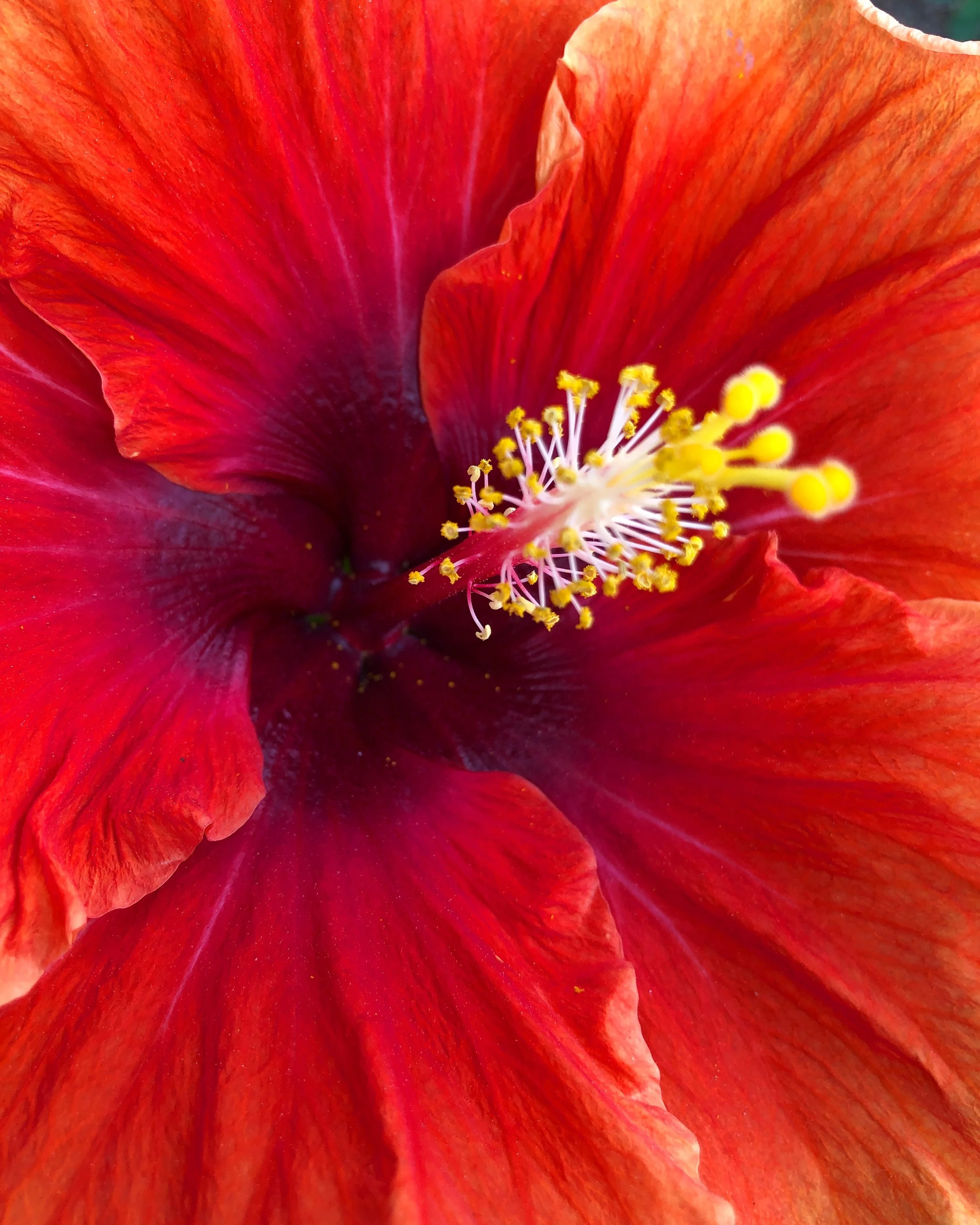 Althaea