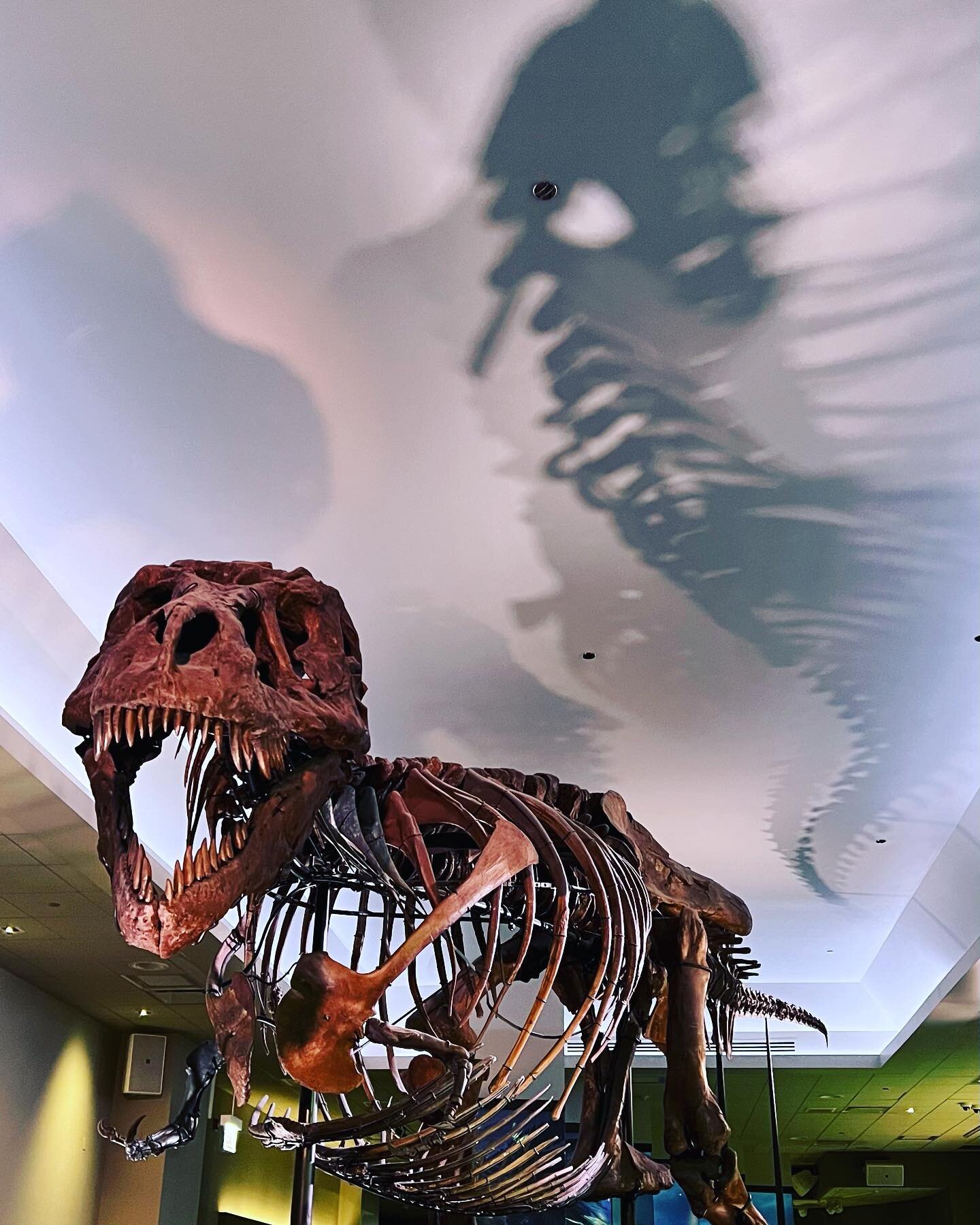 You can&rsquo;t go to the @fieldmuseum and not visit #SUEtheTrex! It was my first time seeing her in her new digs, and the lighting definitely added to the atmosphere. But as is often the case, my photographer&rsquo;s eye was drawn to the building&rs