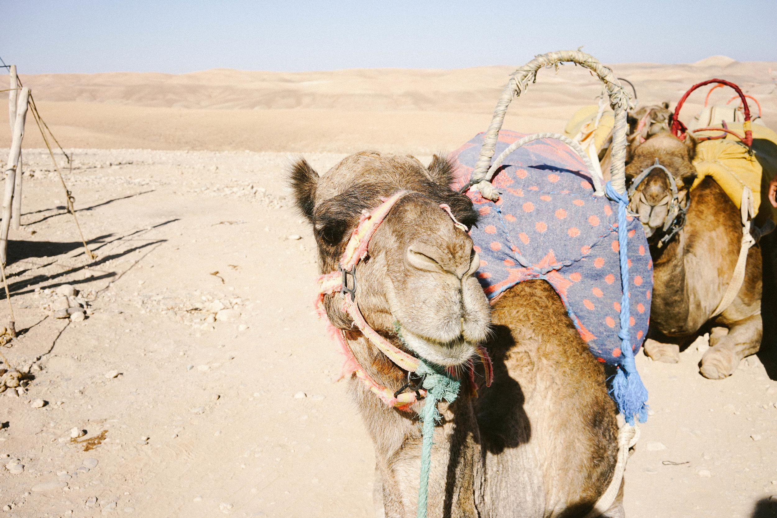 Camel Ride Through Agafay Desert