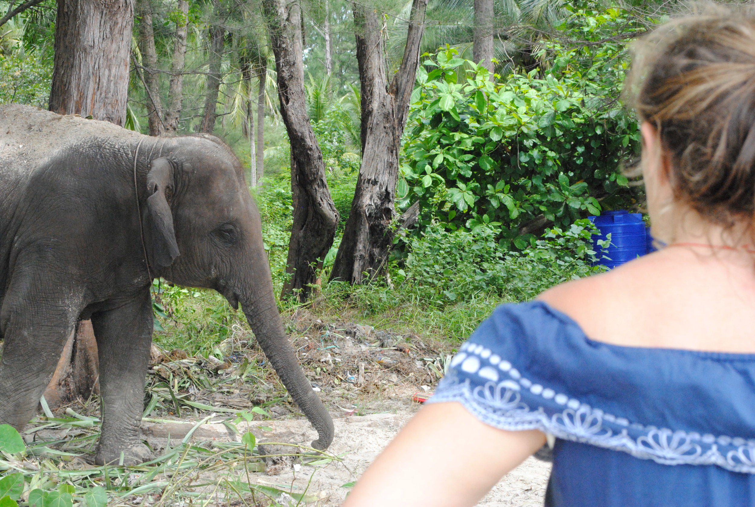 Thai Elephant, Meet Kat
