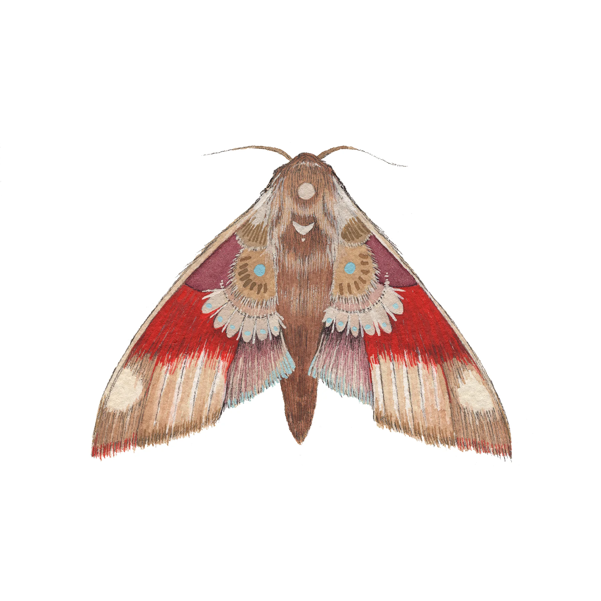 moth5 edit web.jpg