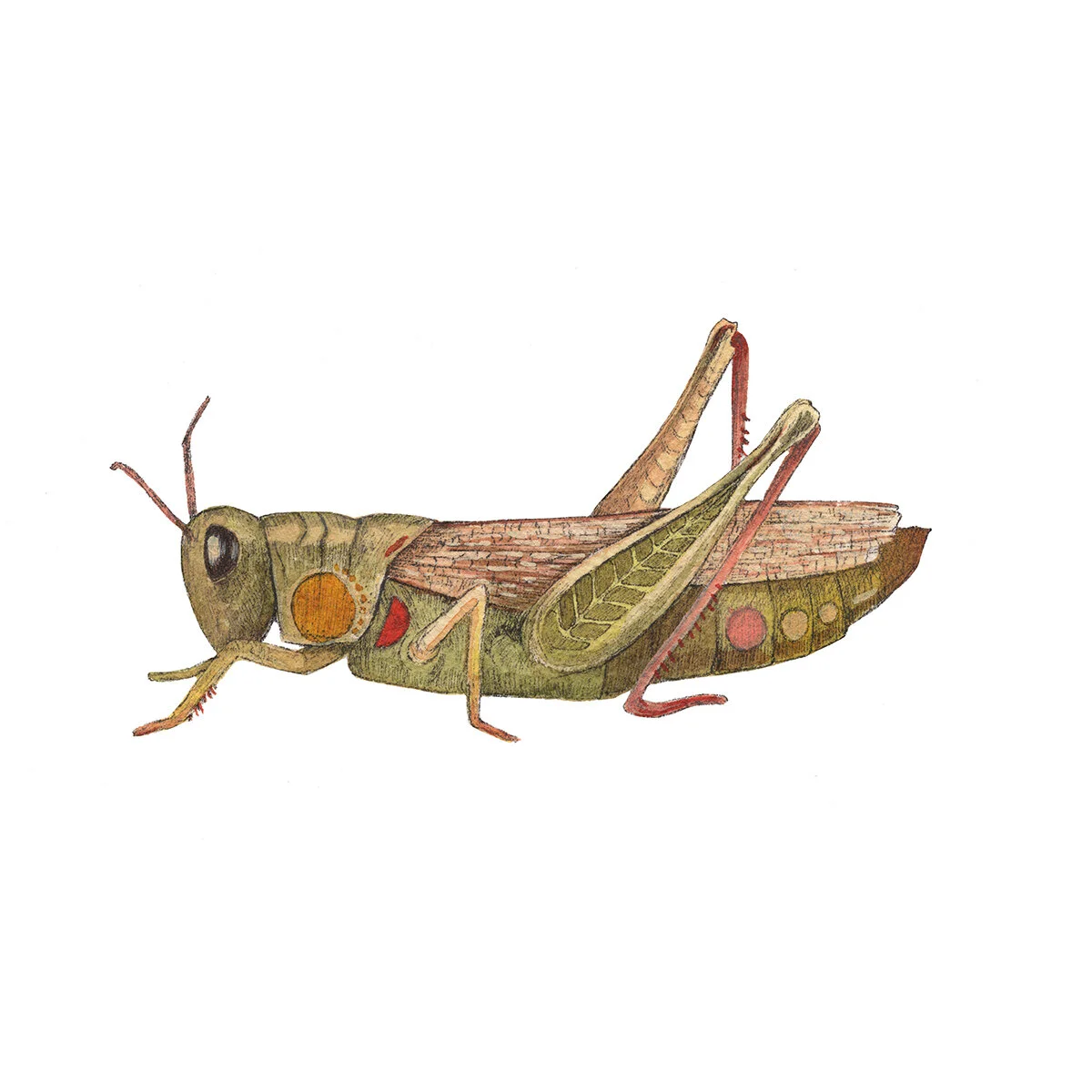 grasshopper_web.jpg