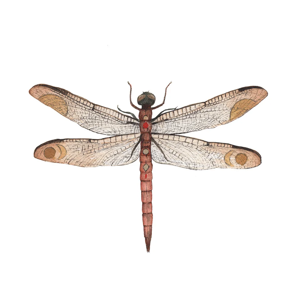 Dragonfly Scientific Drawing