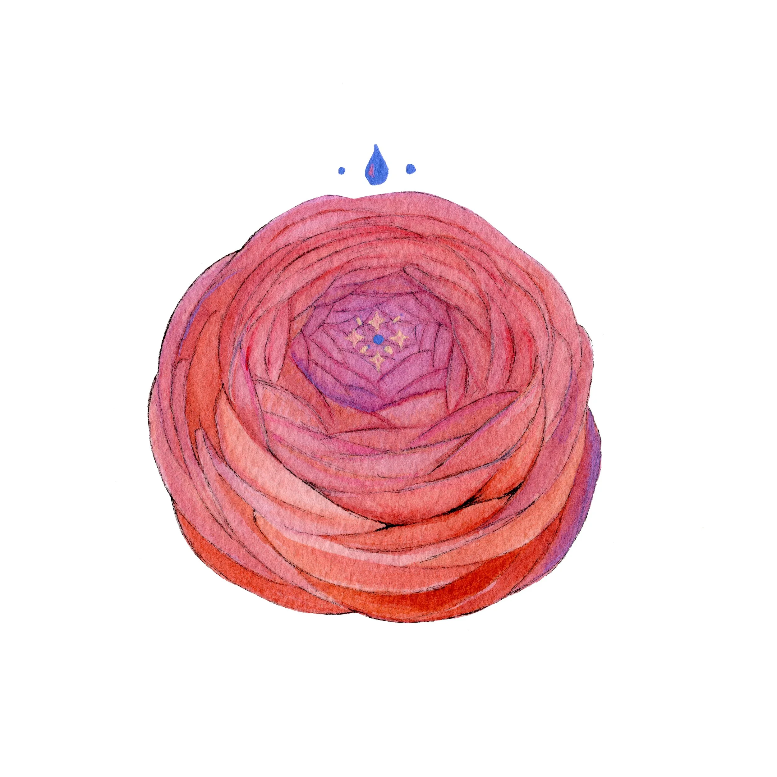 ranunculus web.jpg