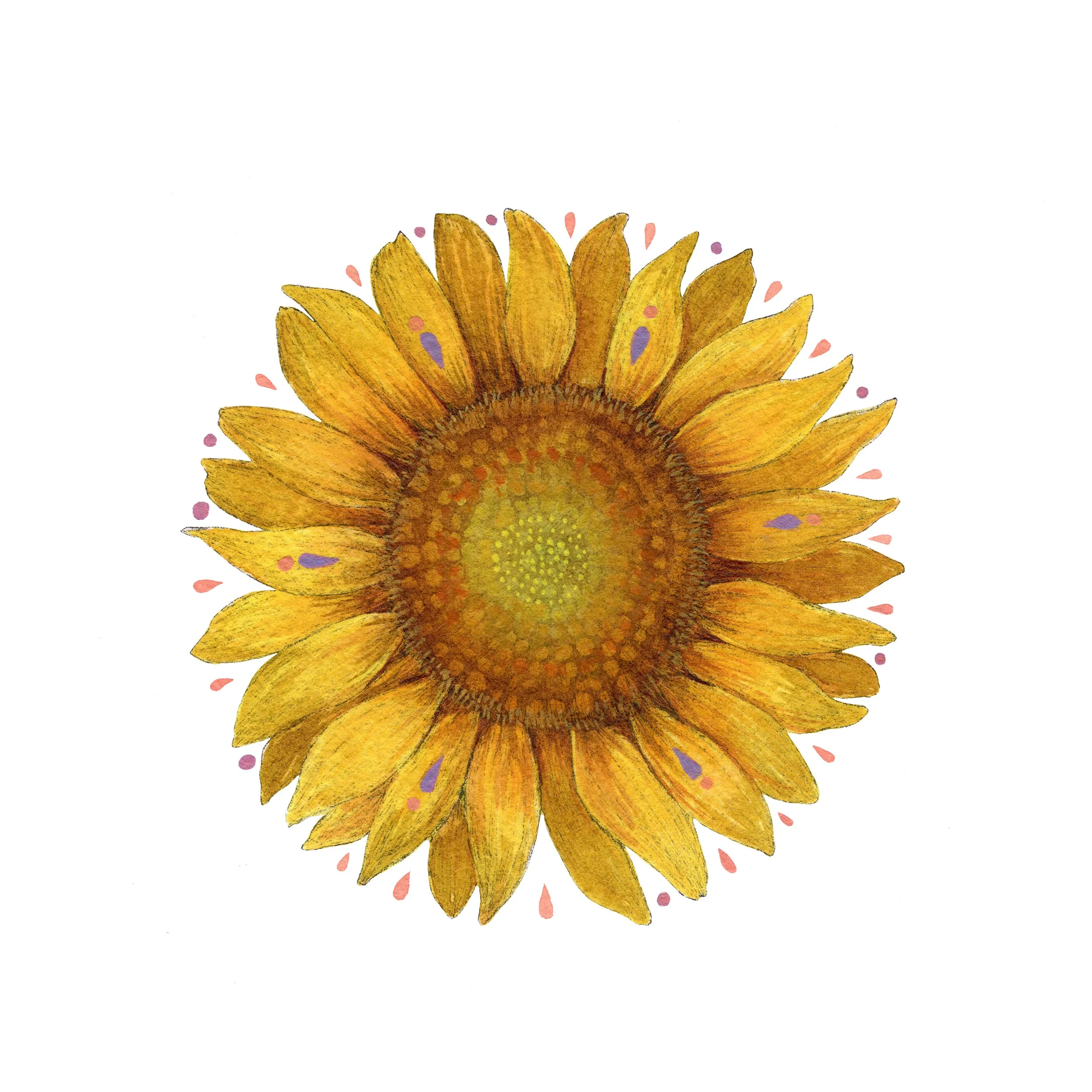 Sunflower web.jpg