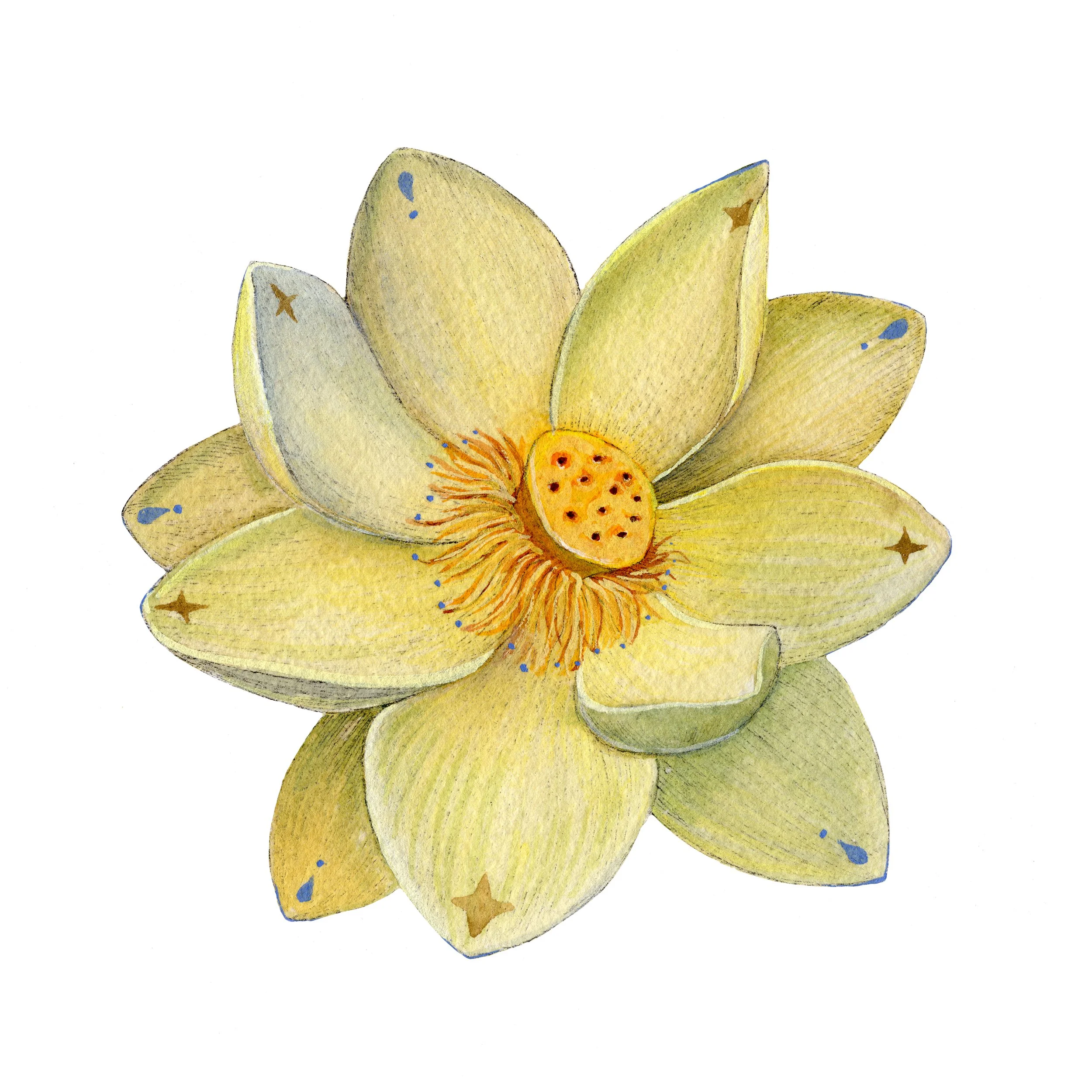 Lotus web.jpg