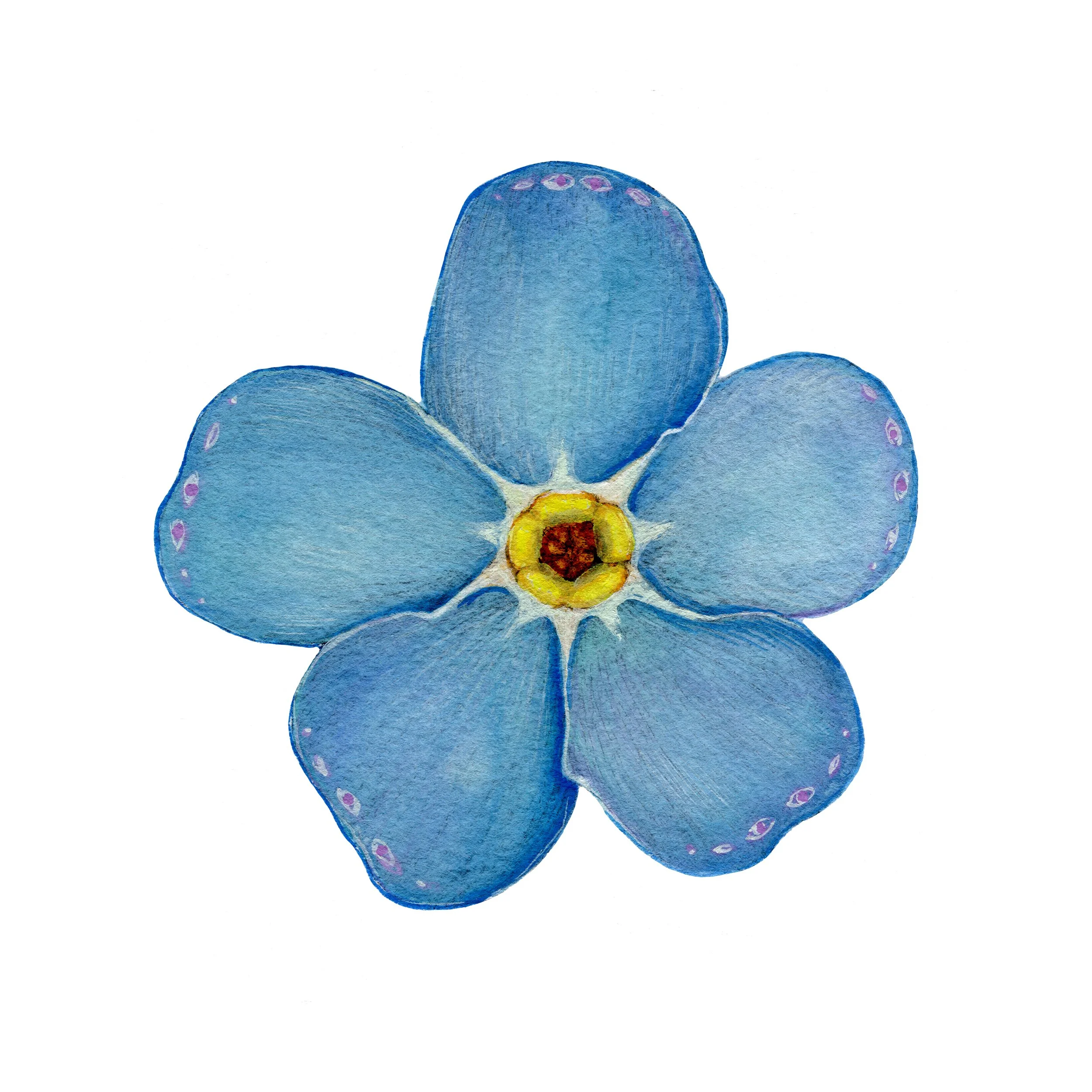 forgetmenot web.jpg