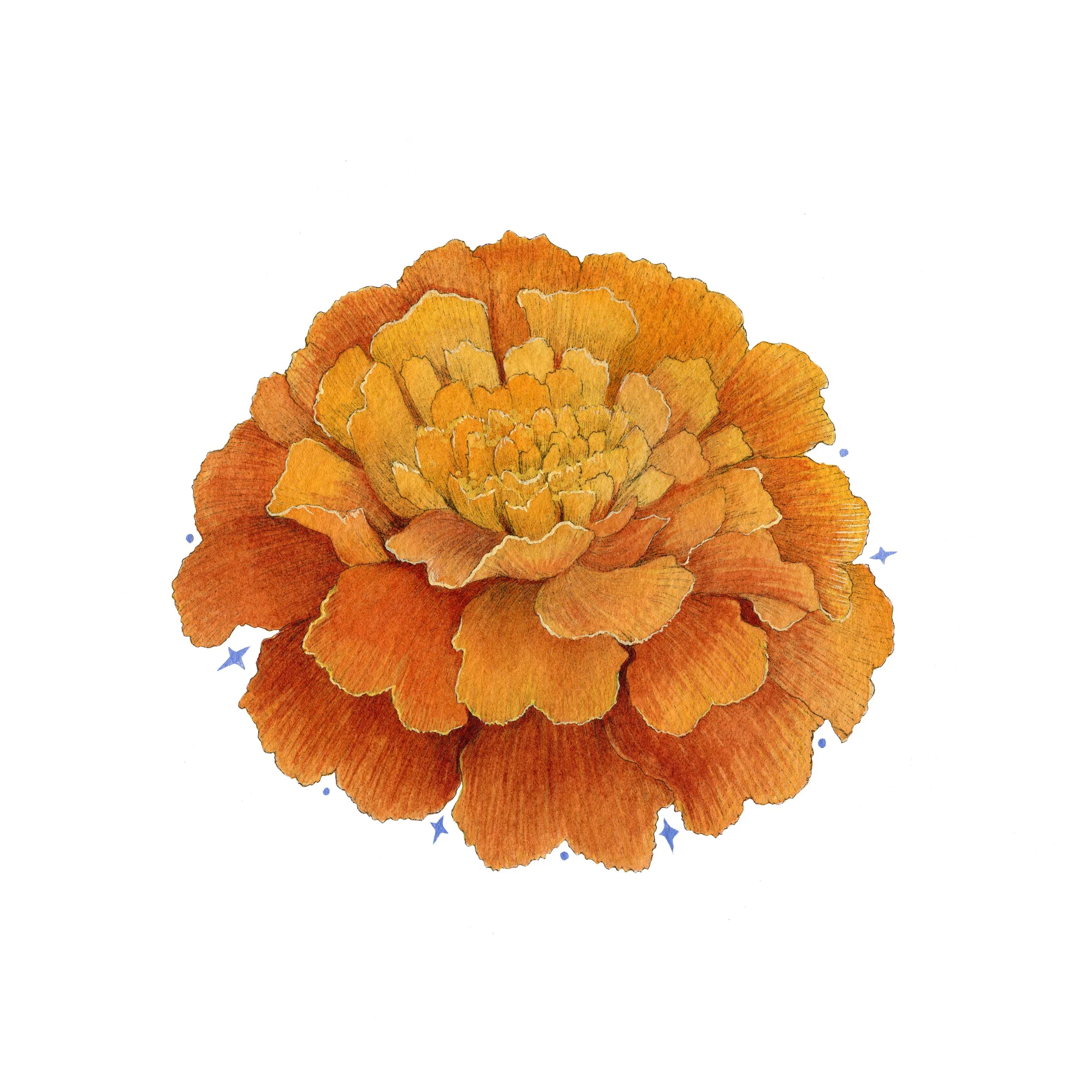 Marigold web.jpg