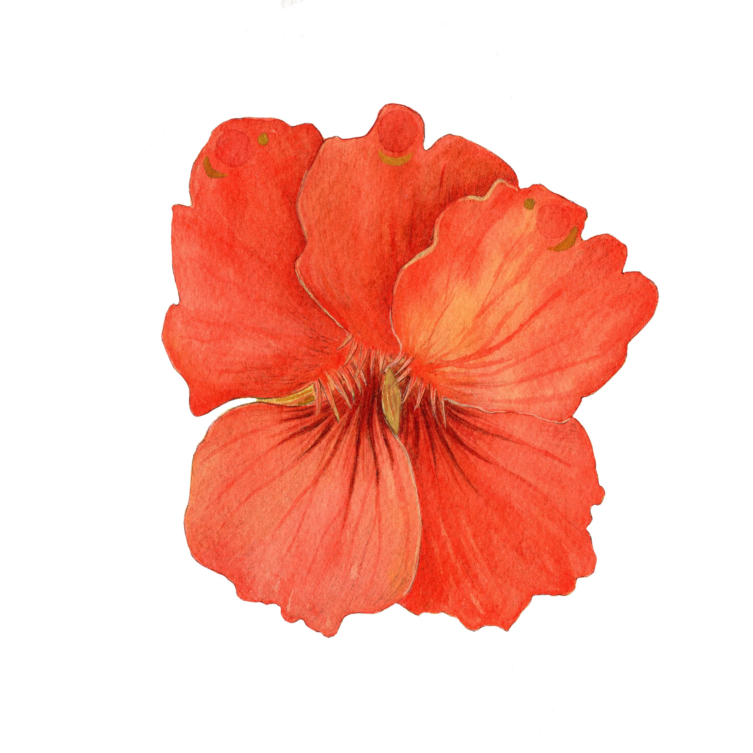 Nasturtium web.jpg