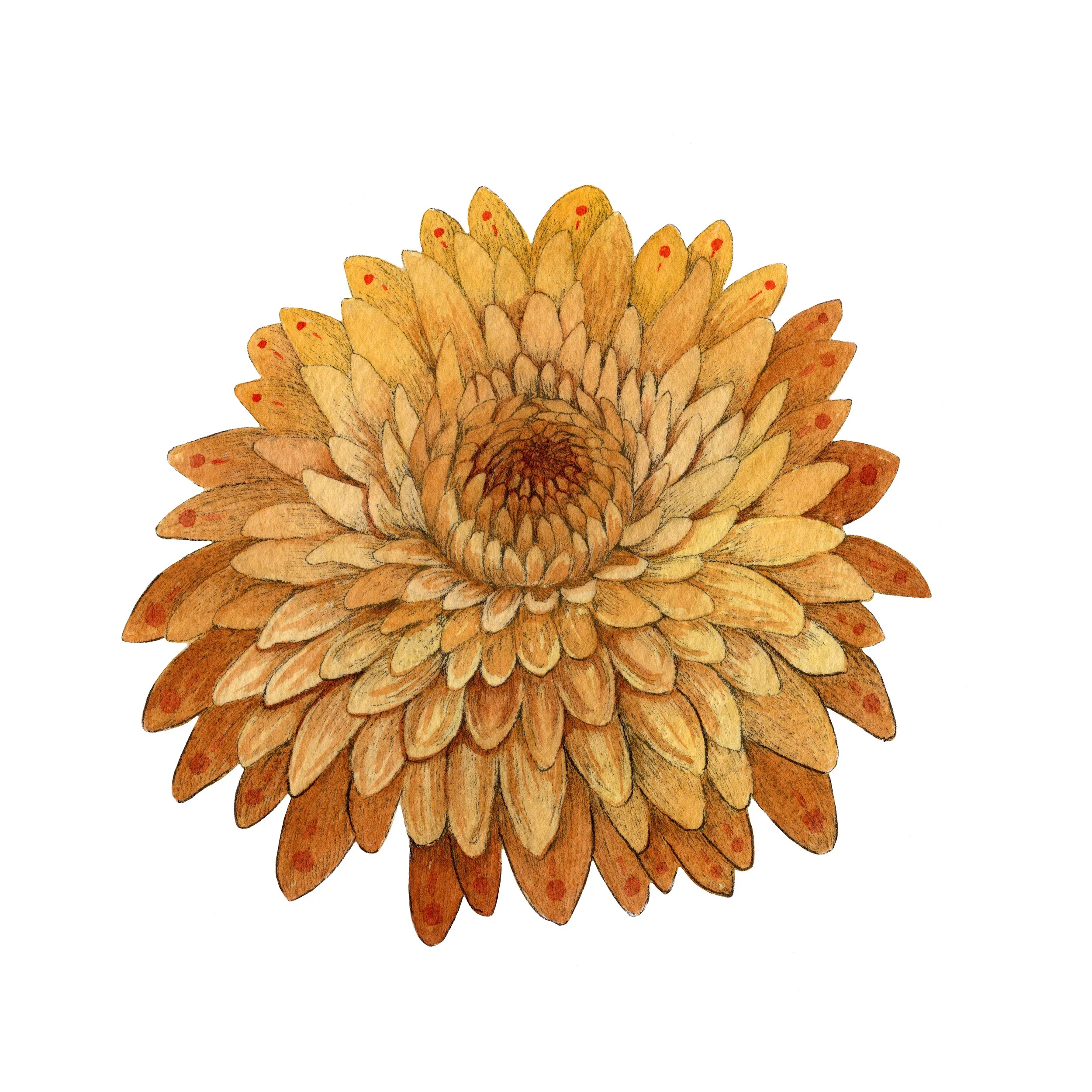 Chrysanthemum web.jpg