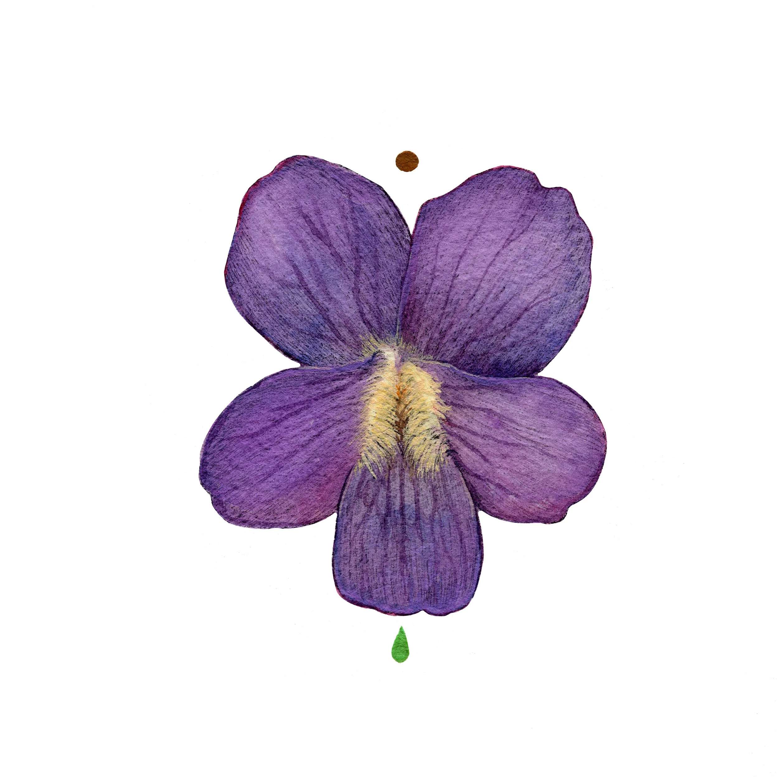 Violet web.jpg