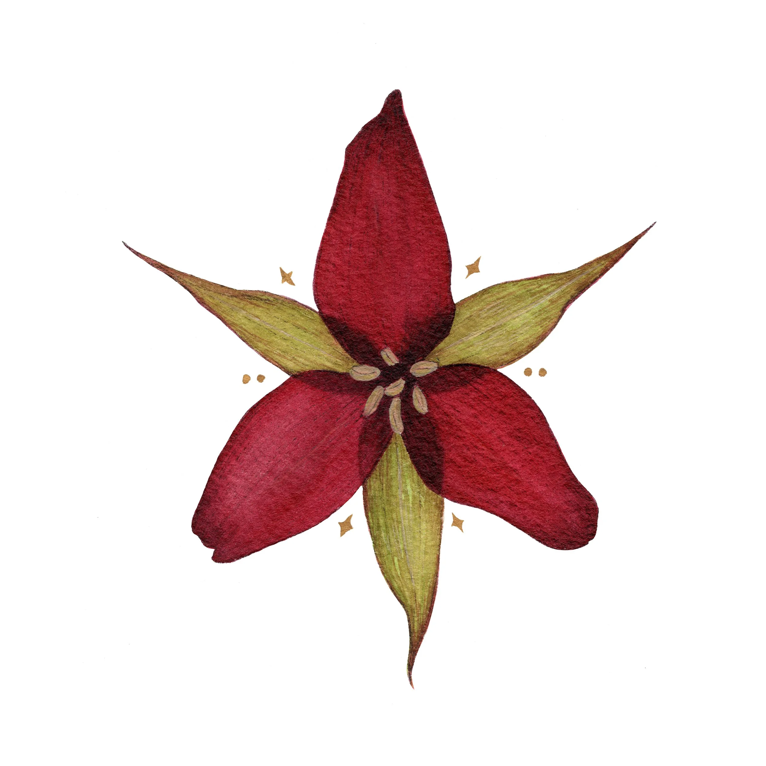 Trillium web.jpg