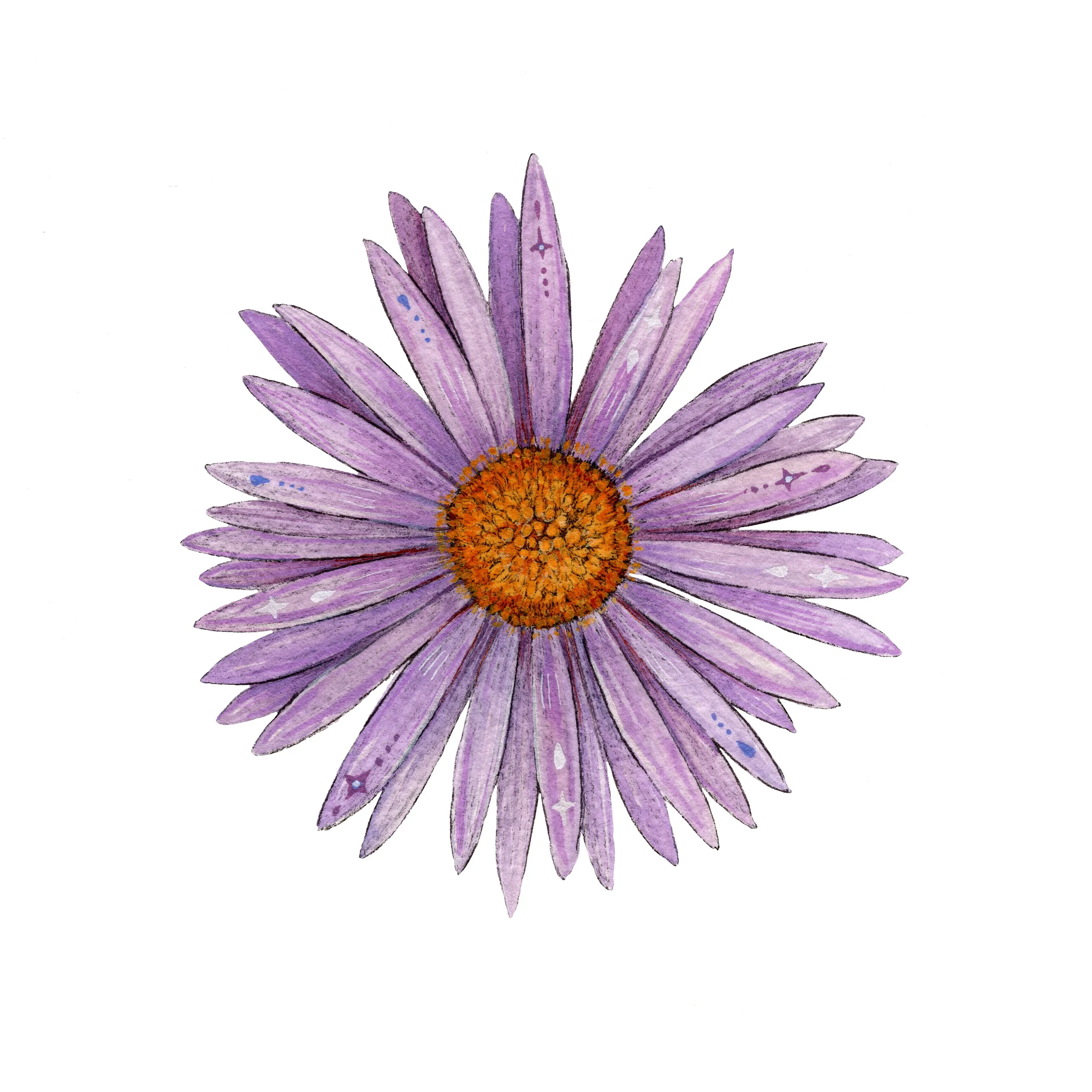 Aster web.jpg