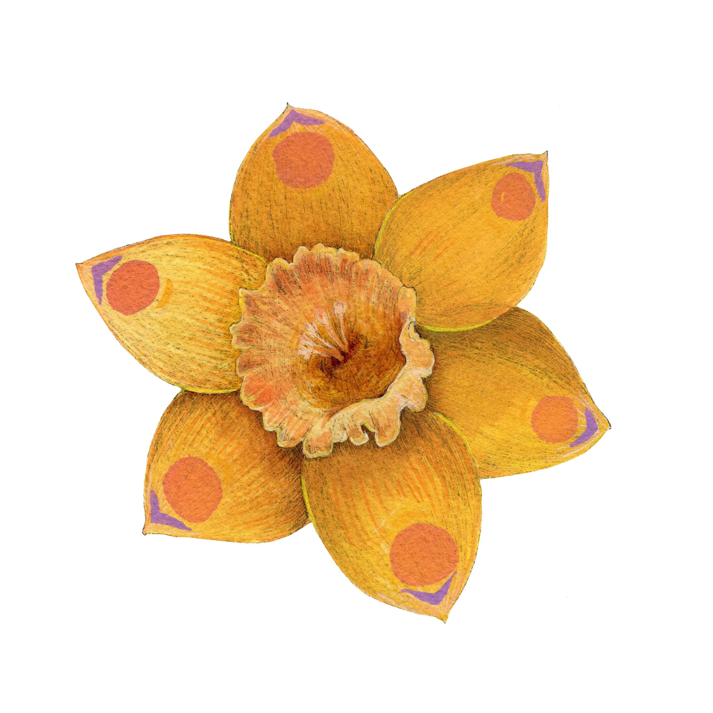 daffodil web.jpg