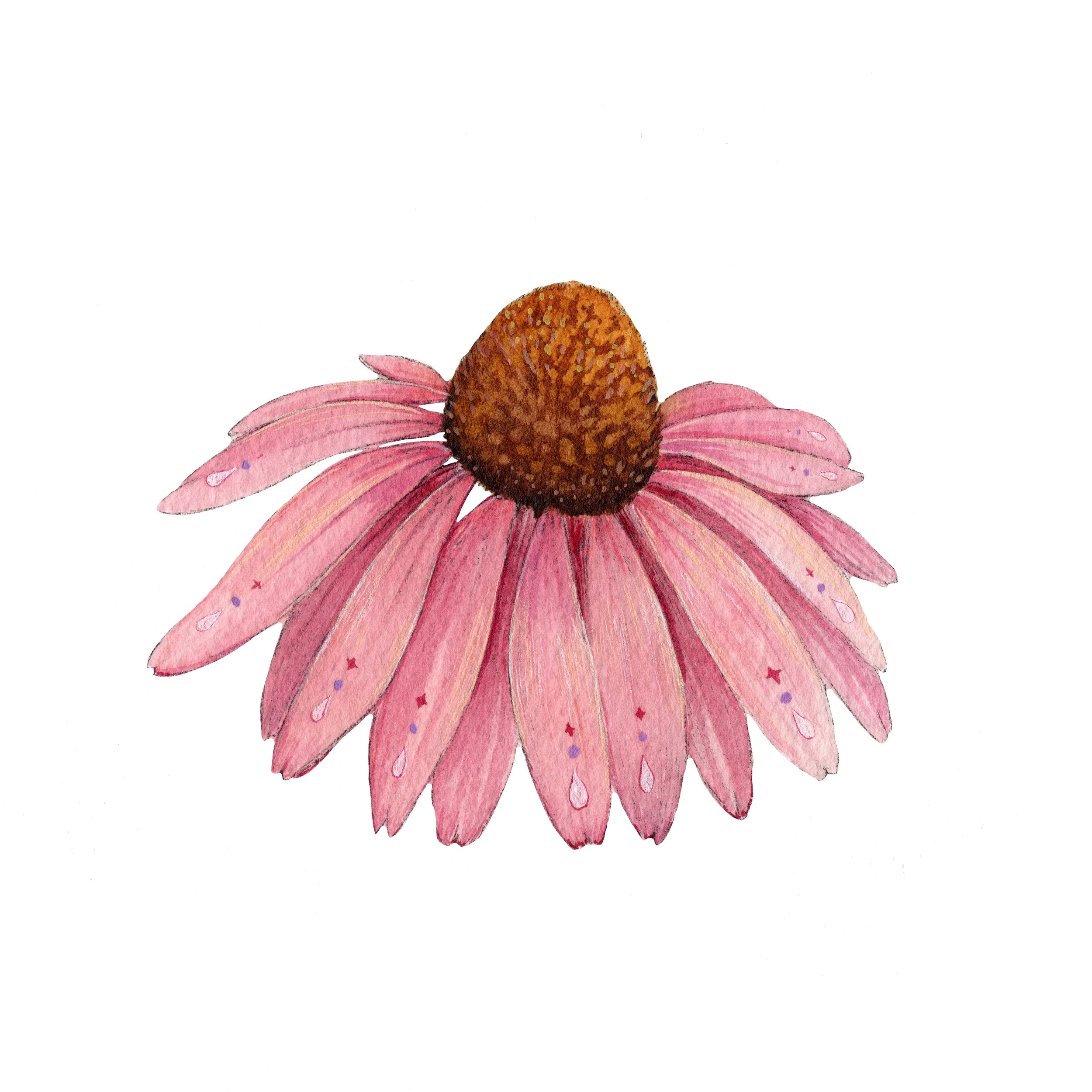 echinacea web.jpg
