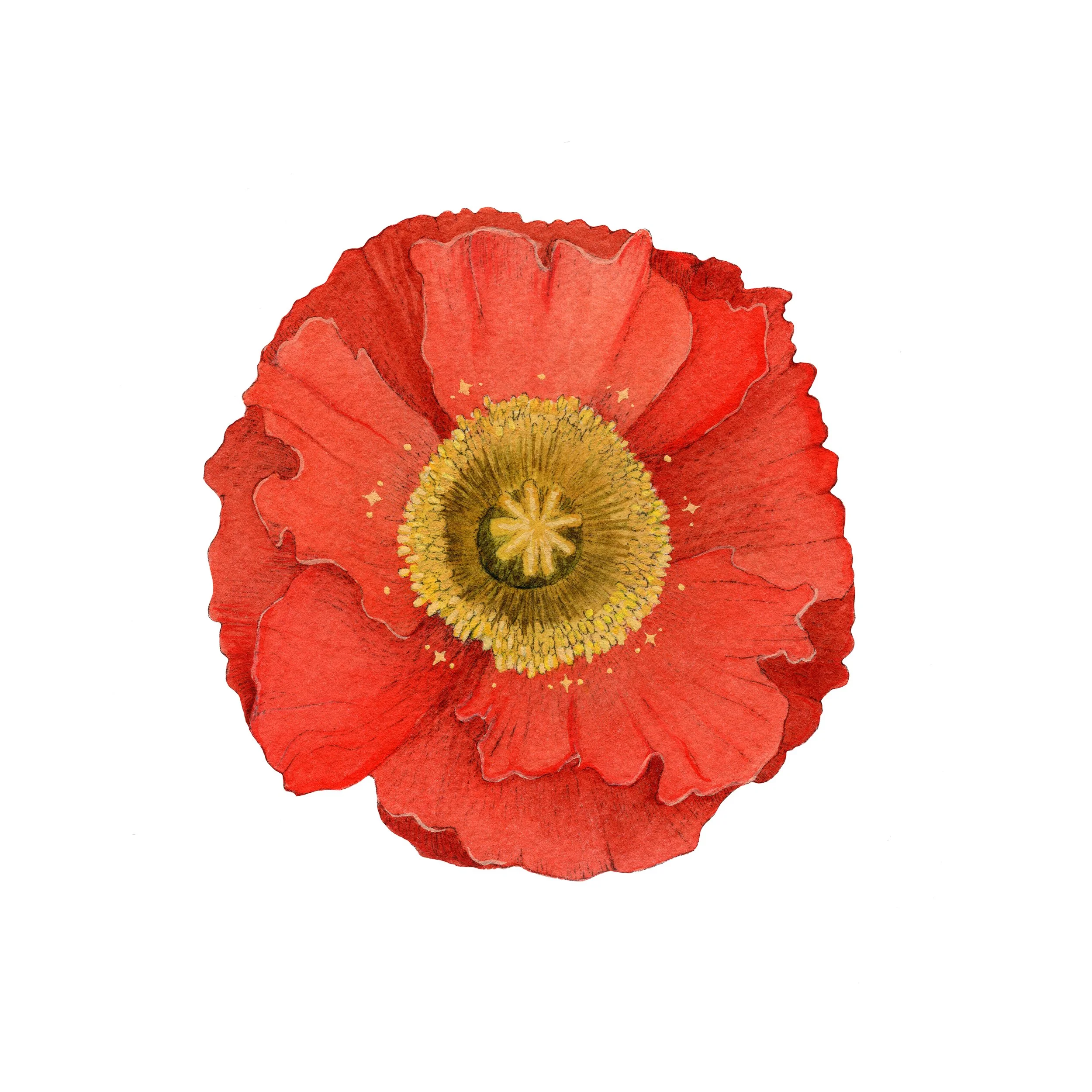 Icelandic Poppy web.jpg