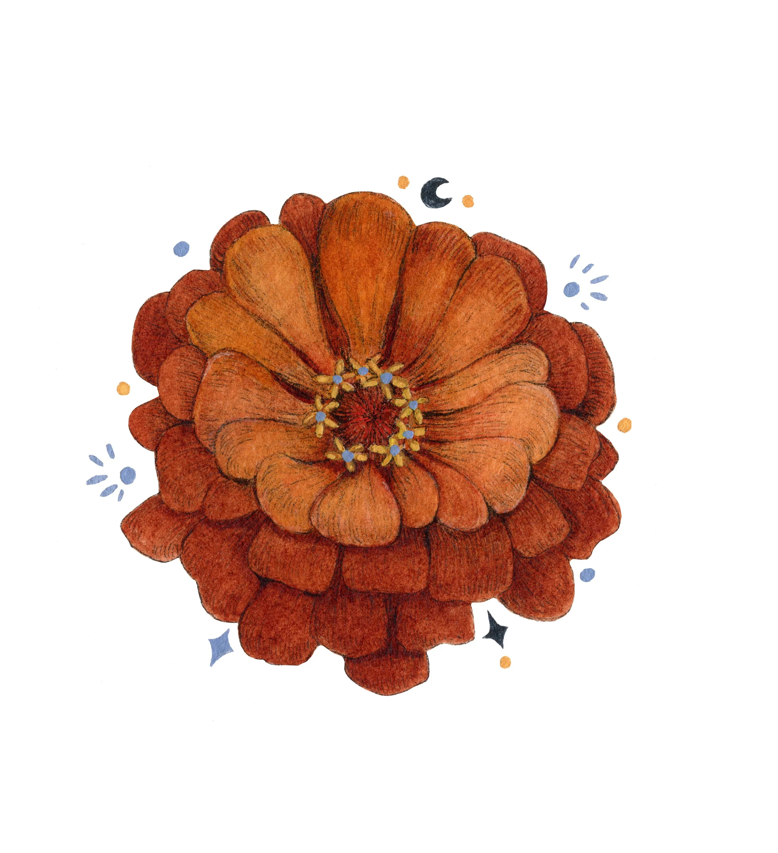 Zinnia web.jpg
