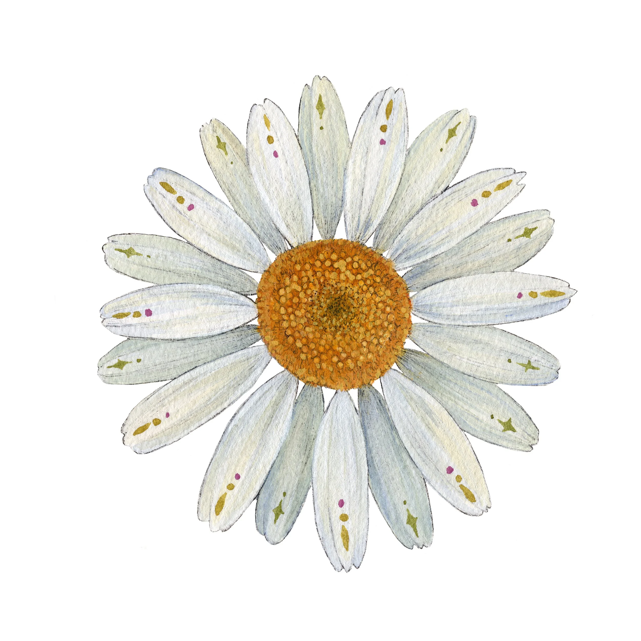 Oxeye Daisy web.jpg