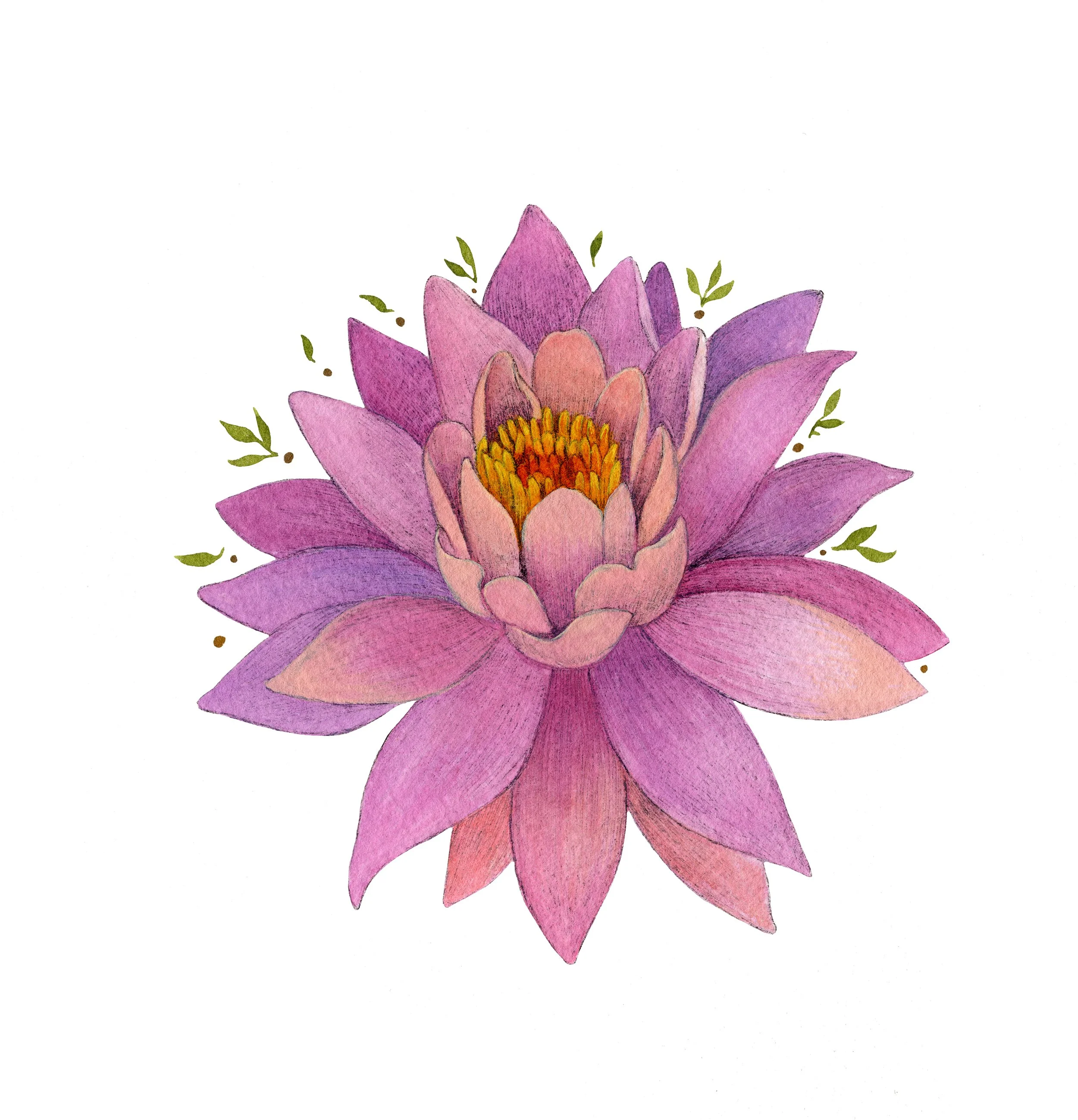 Waterlily web.jpg