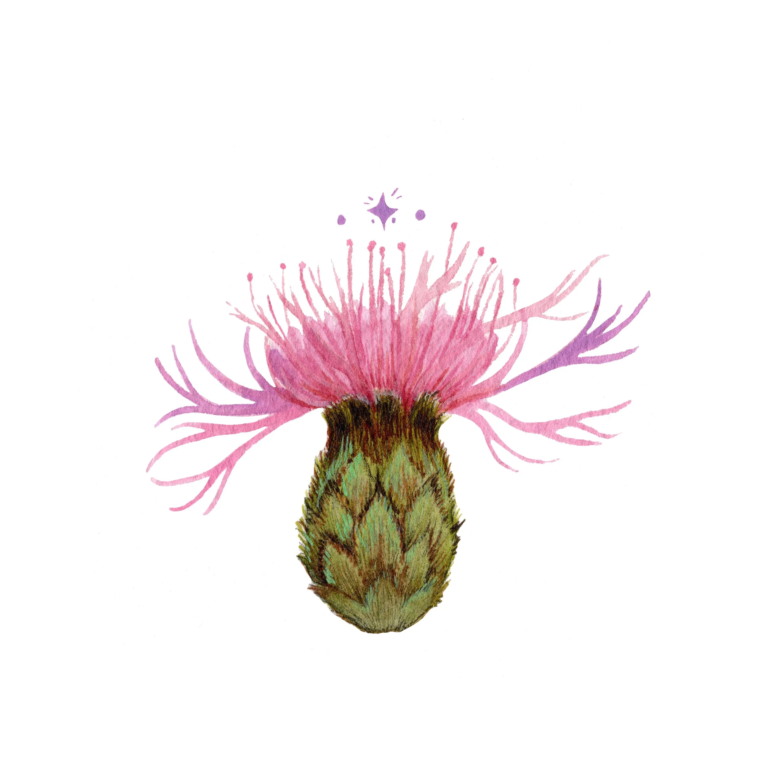 knapweed web.jpg