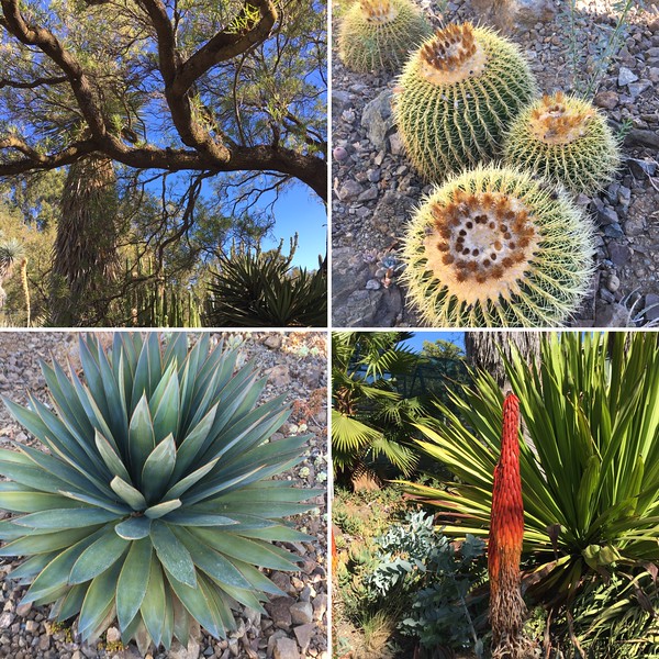 Gorgeous Agave and unusual succulents can be found at the Ruth Bancroft Garden in Walnut Creek, CA.