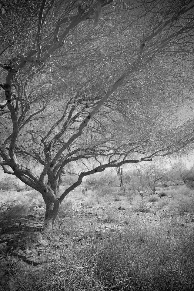 On the grounds of the Talesin West property.