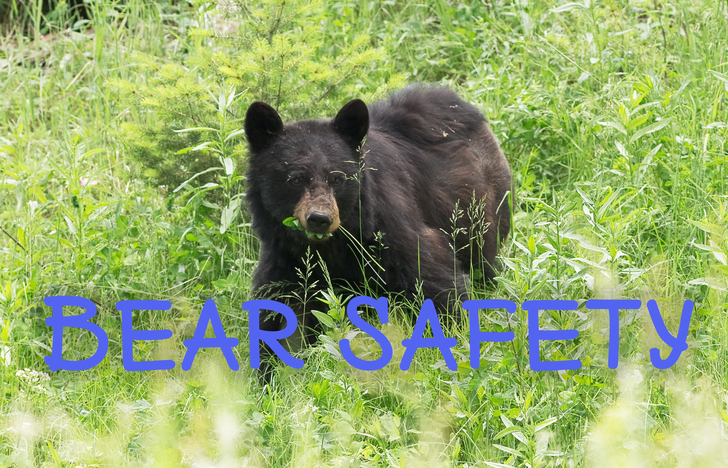 Bear Safety 