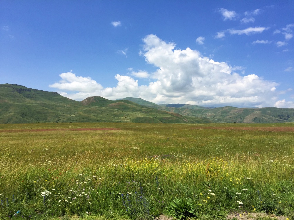 One of the many fields of wildflowers we passed on our way down