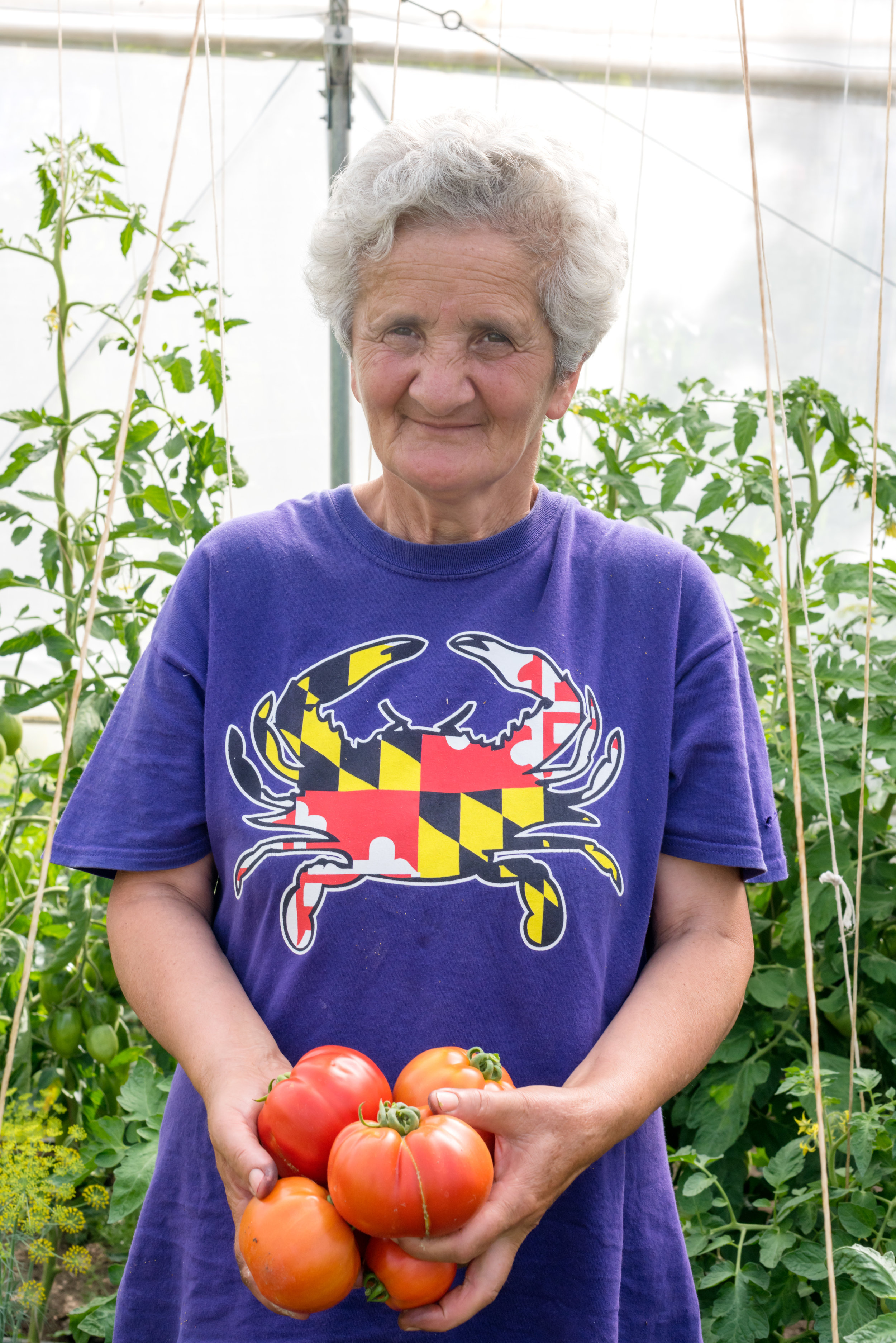 Some of the beautiful tomatoes from this family greenhouse, which is part of FAR's development program in Berd.