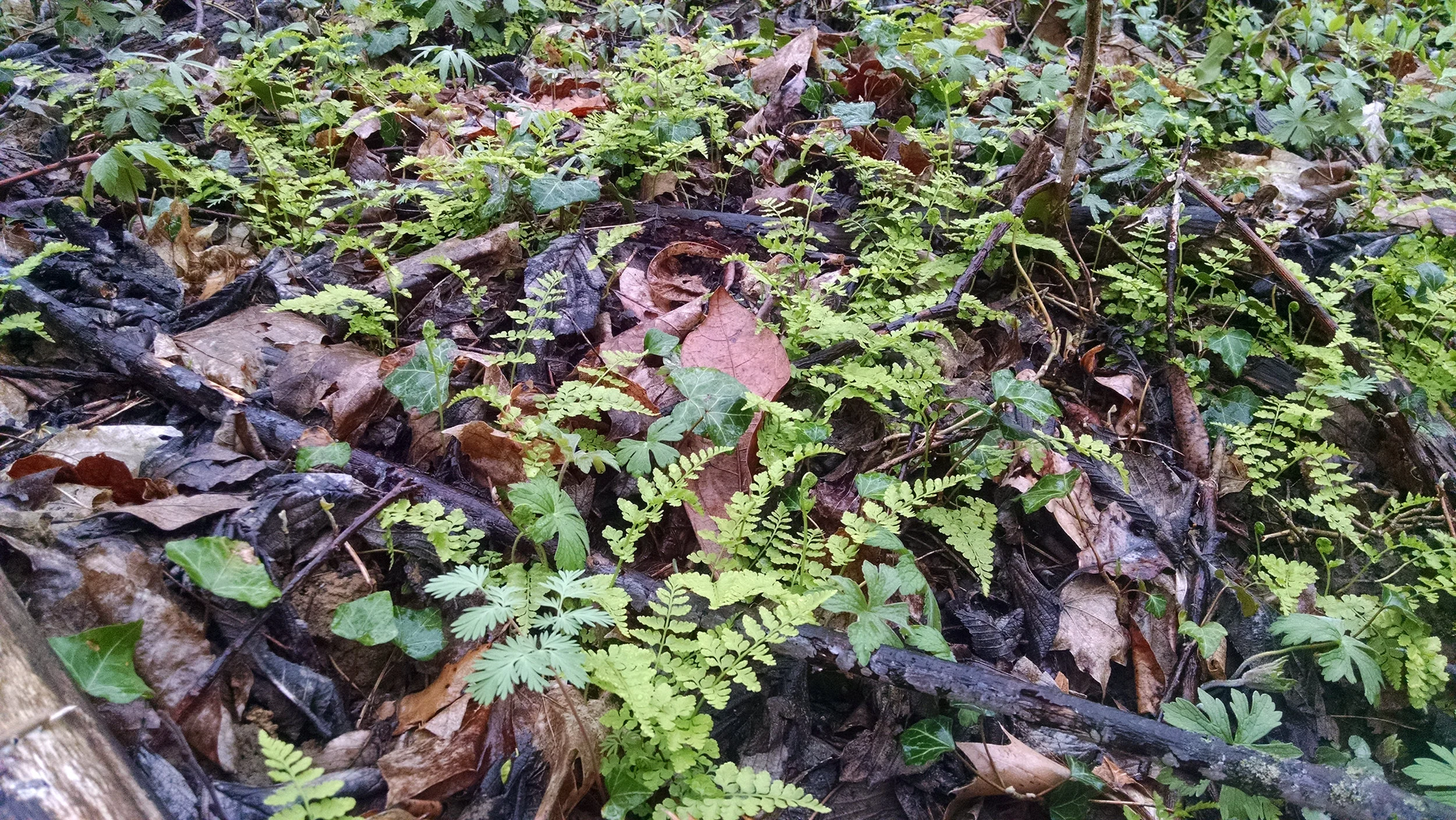 Woodland floor emerges in St. Clair County early Spring