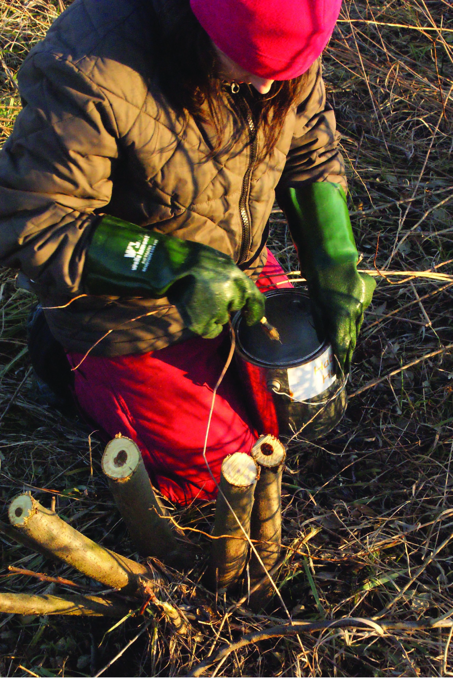Treating an invasive Autumn Olive stump with herbicide in early spring