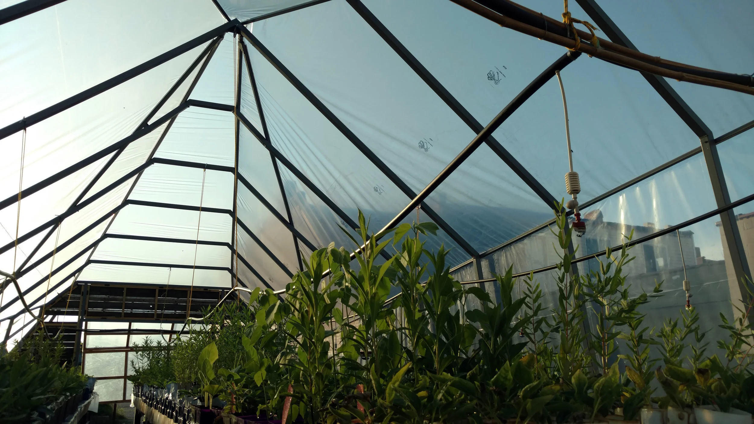 Greenhouse_interior.jpg