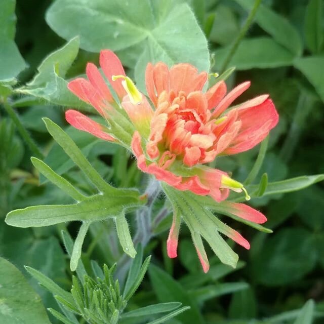Learning about plants at GCADD.  Castilleja.  Said to be a parasitic plant.  Uncommon color. 
#pilotplot #newamericangardening