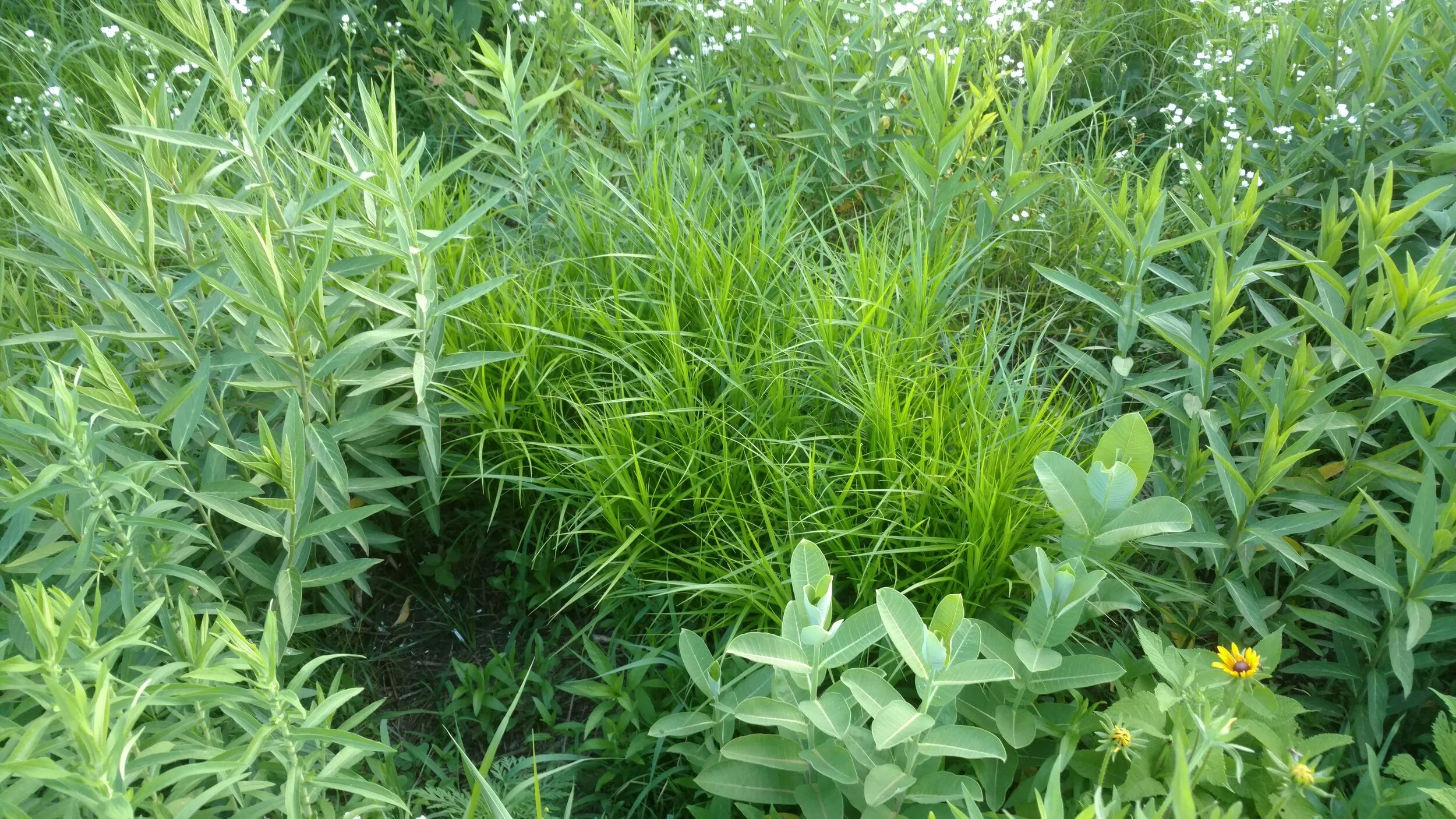 IMG_20190611_200626400.jpg