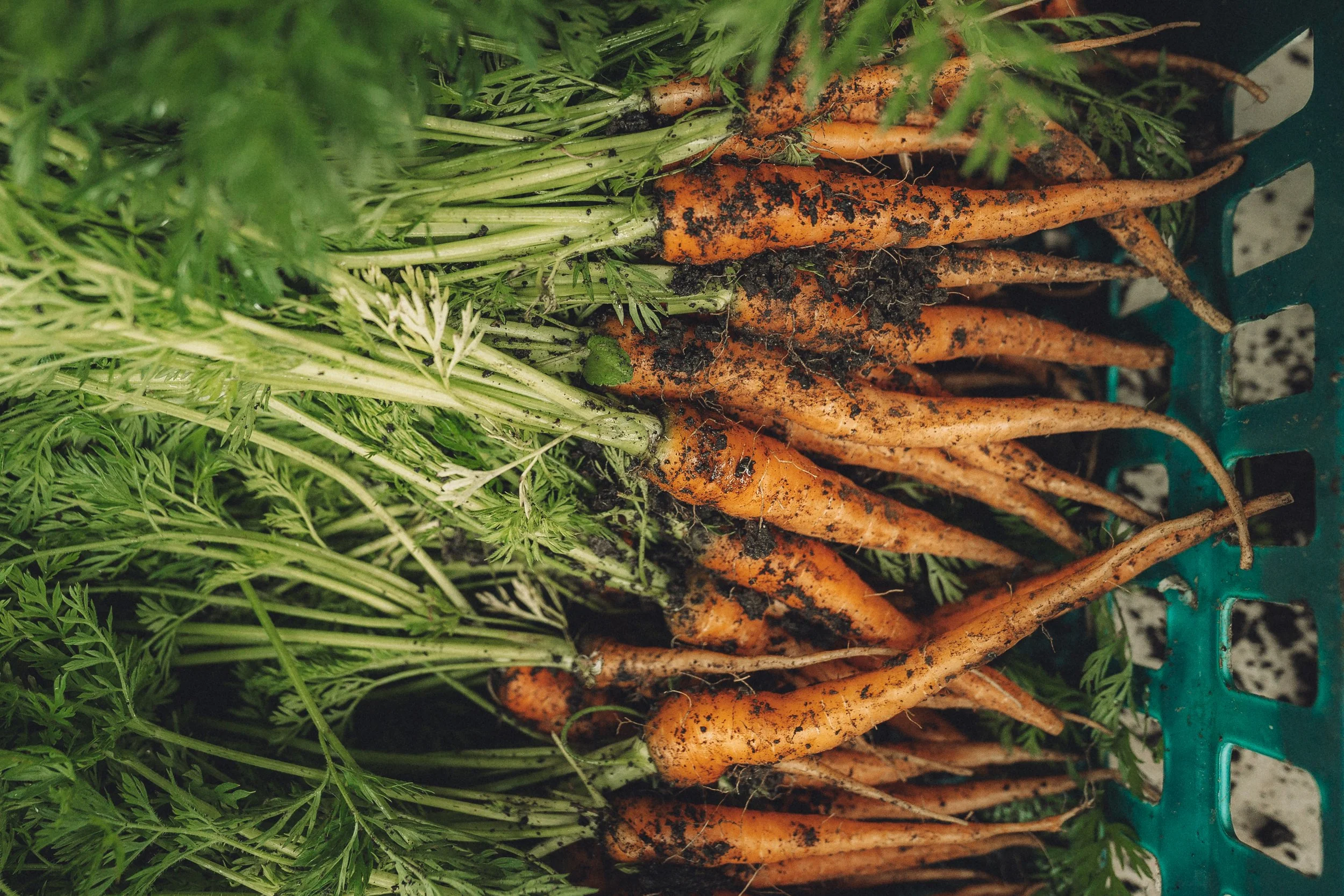 lauriston-agroecological-farm-07796.jpg