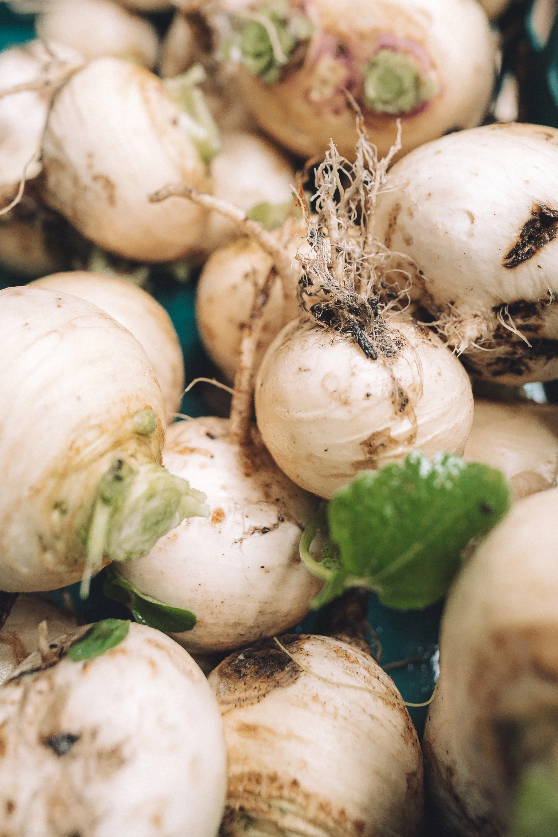 lauriston-agroecological-farm-07816.jpg