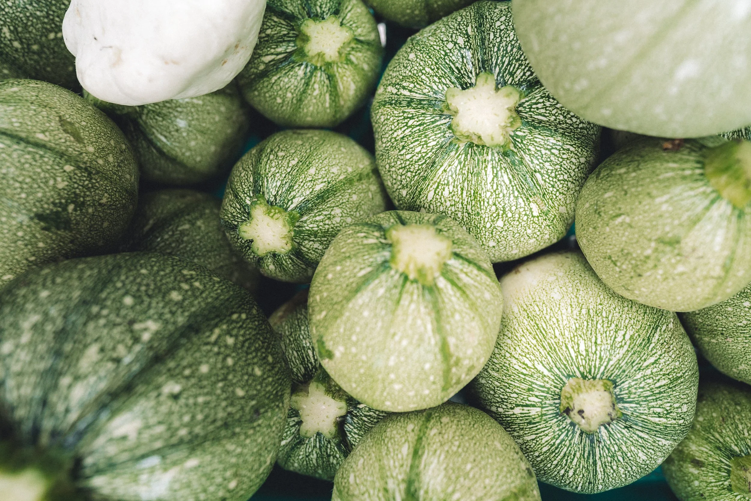 lauriston-agroecological-farm-07931.jpg