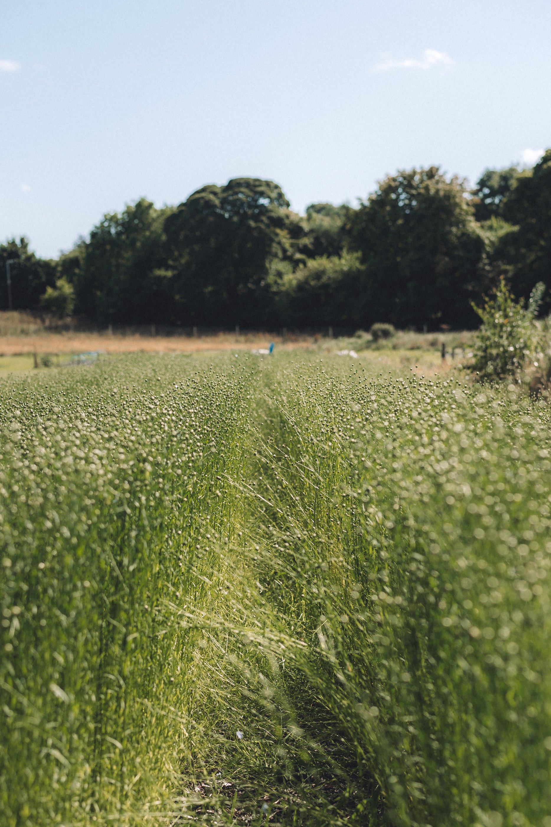 lauriston-agroecological-farm-08550.jpg