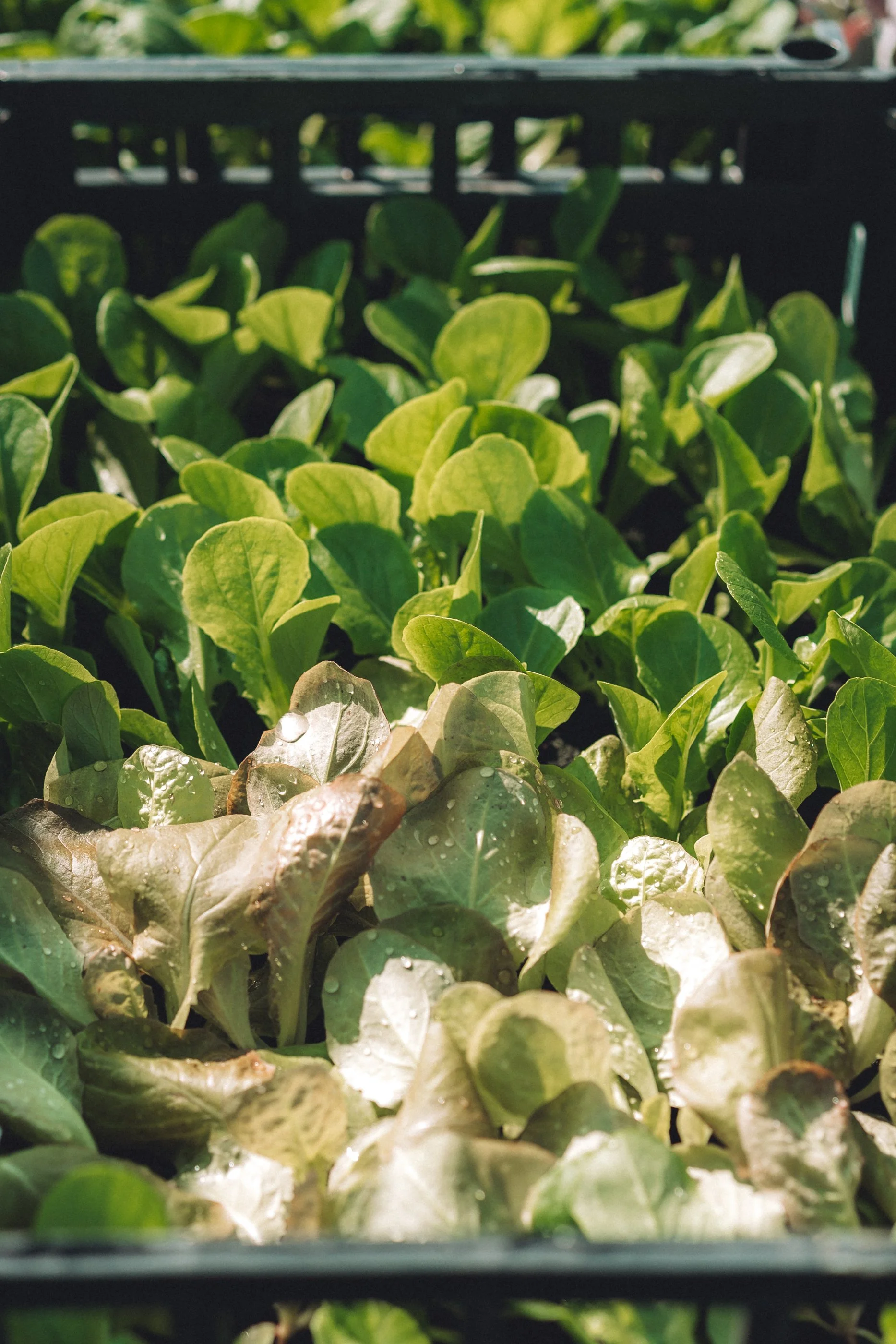 lauriston-agroecological-farm-08587.jpg