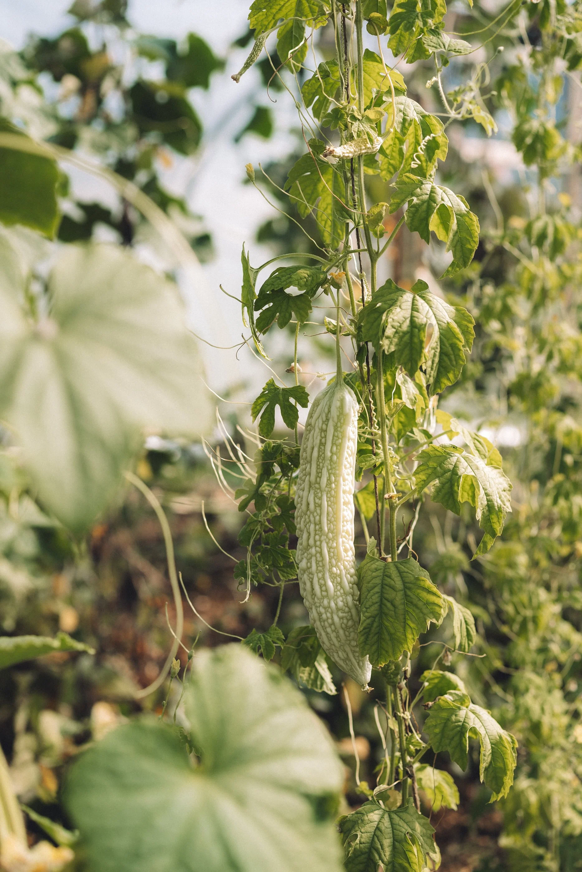 lauriston-agroecological-farm-08596.jpg