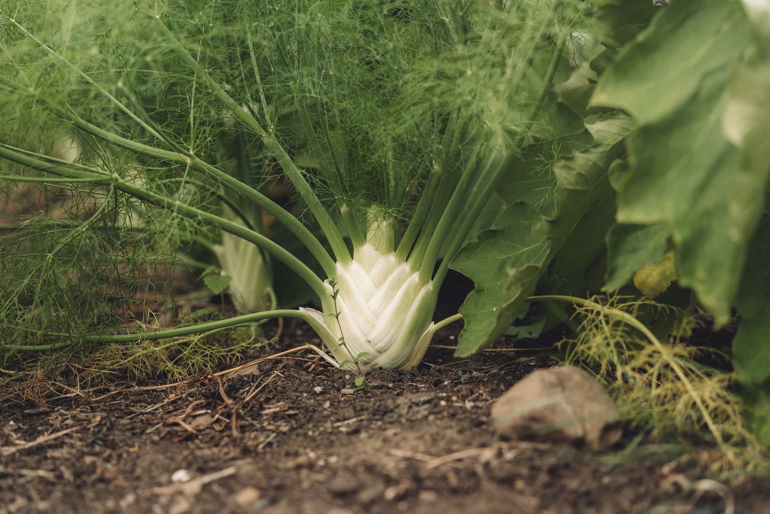 lauriston-agroecological-farm-08664.jpg