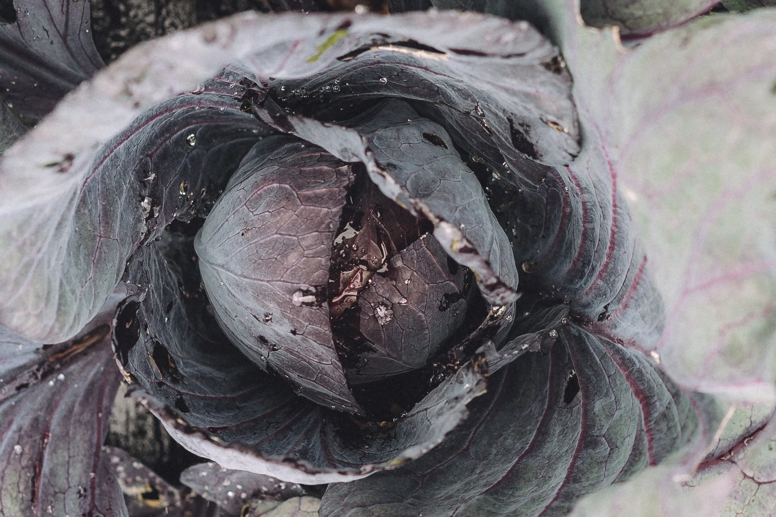 lauriston-agroecological-farm-08742-2.jpg
