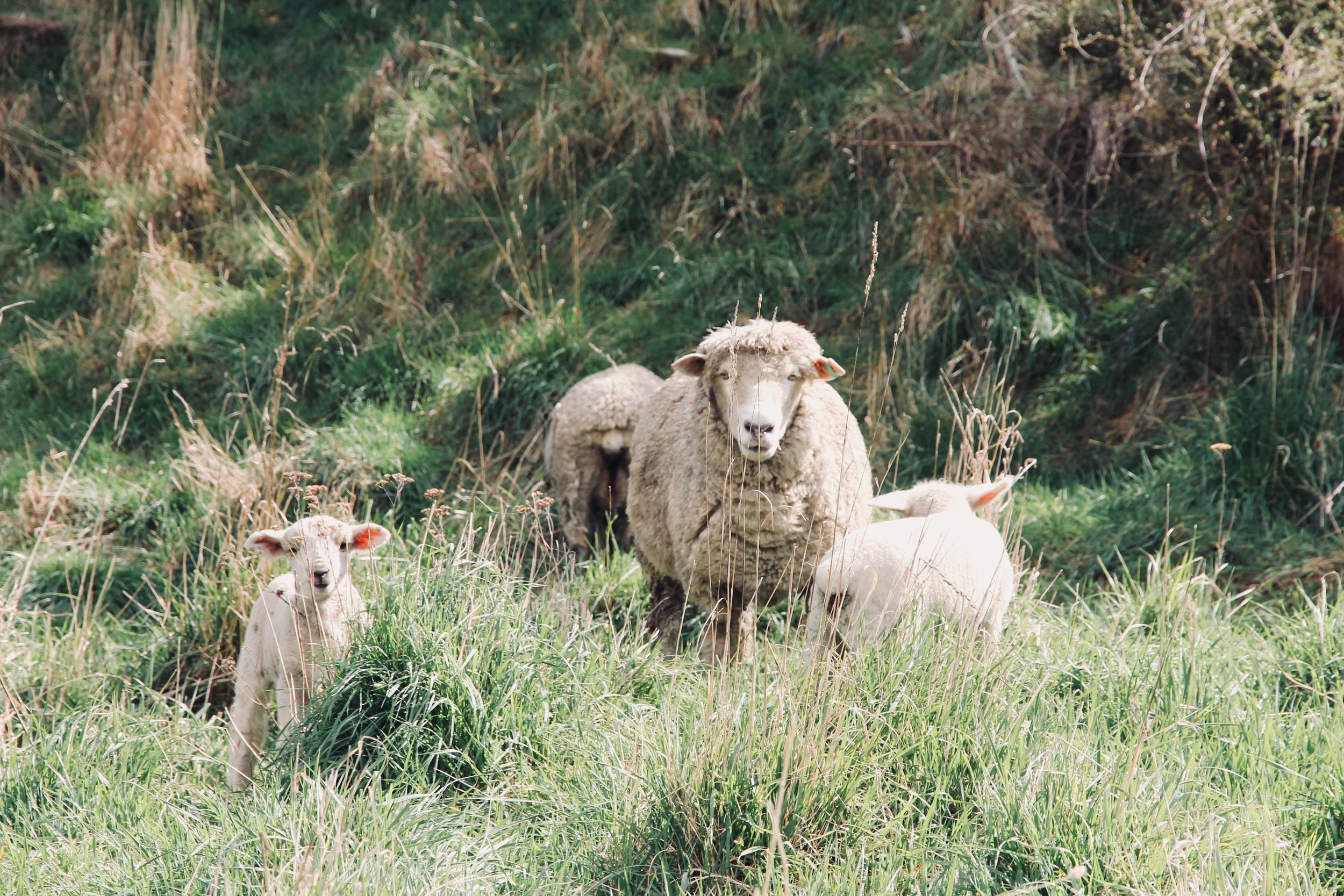 Lambs running free it the vineyard