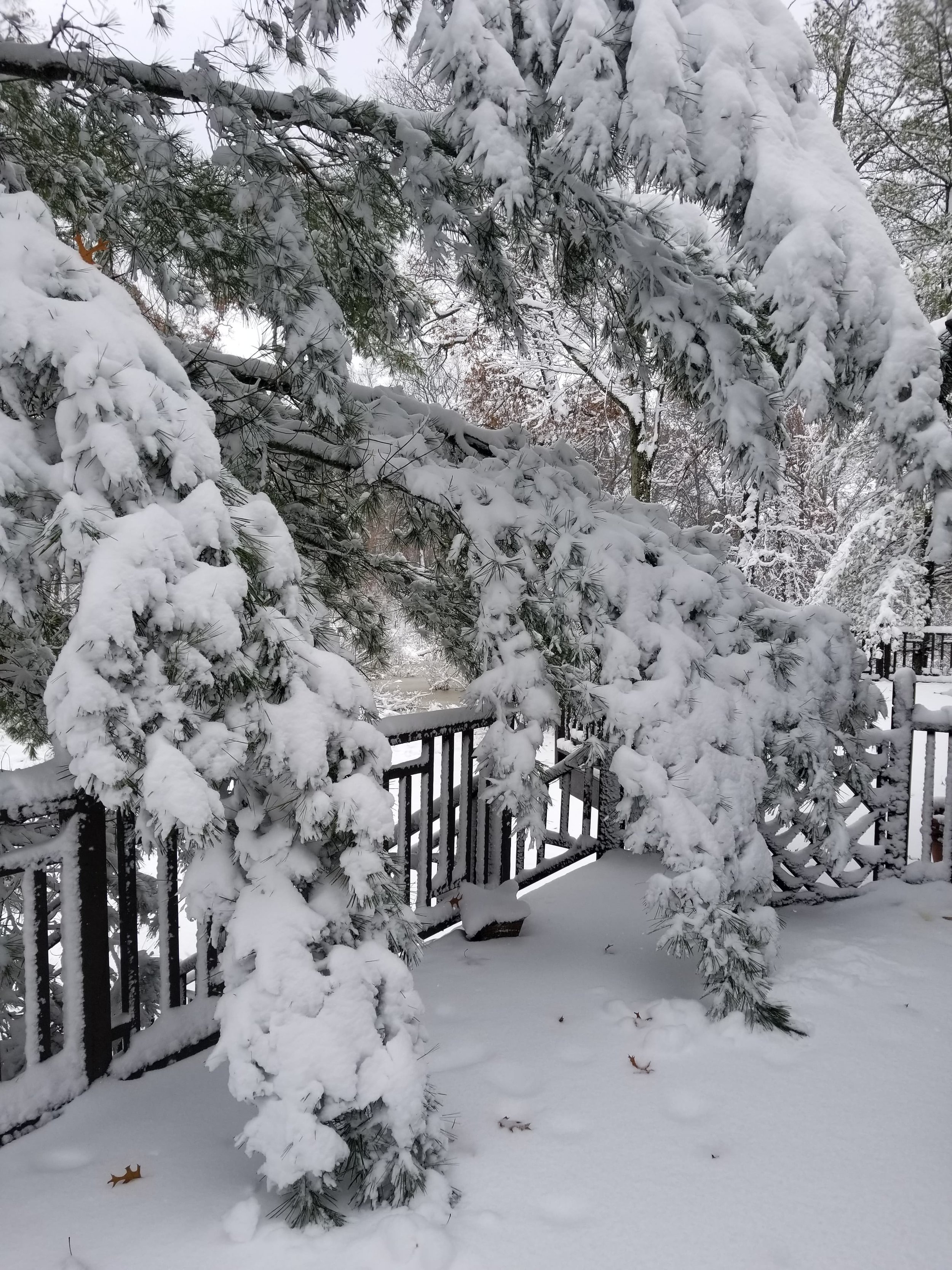 Snow laden tree on the deck